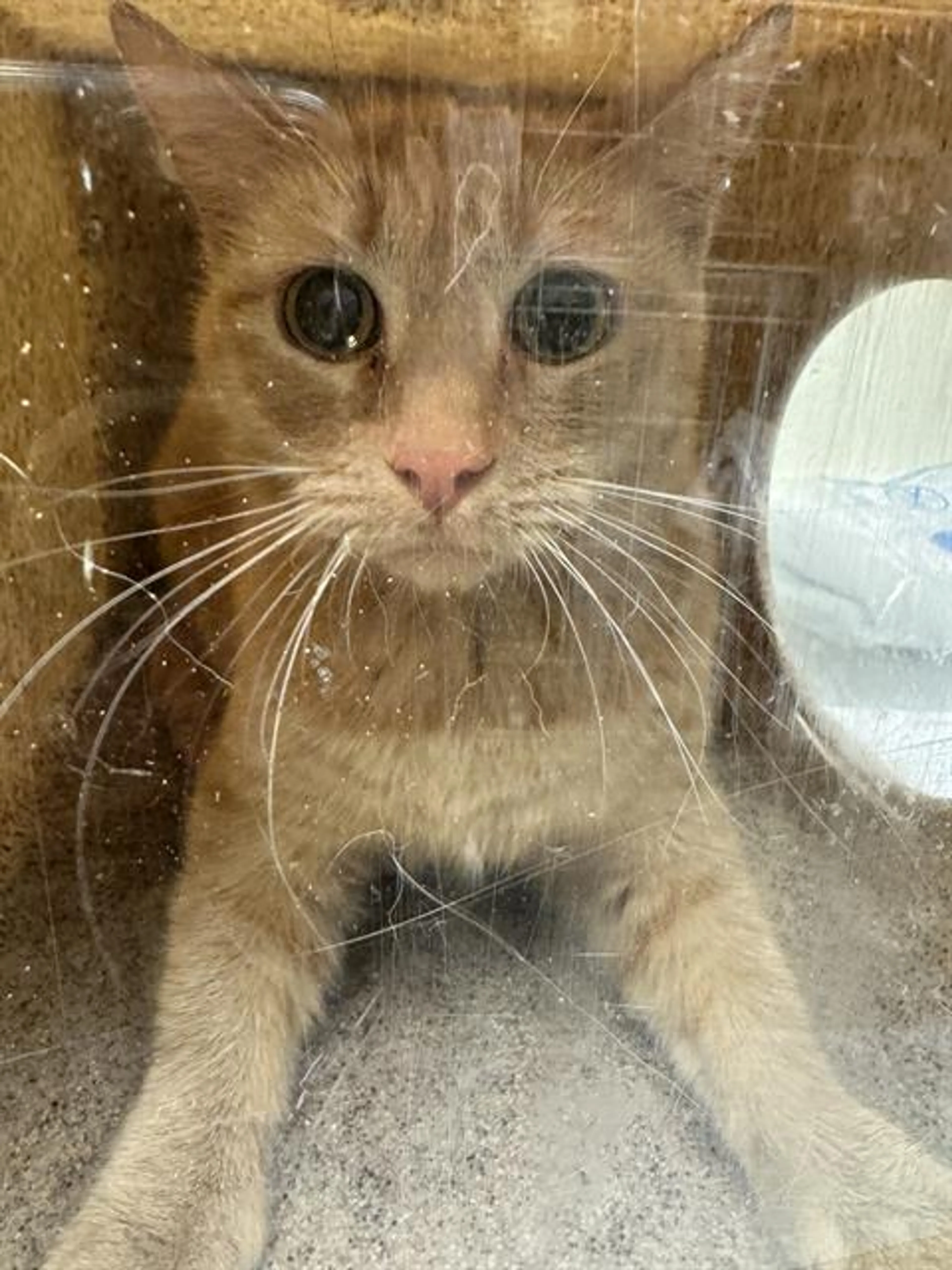 Found pet