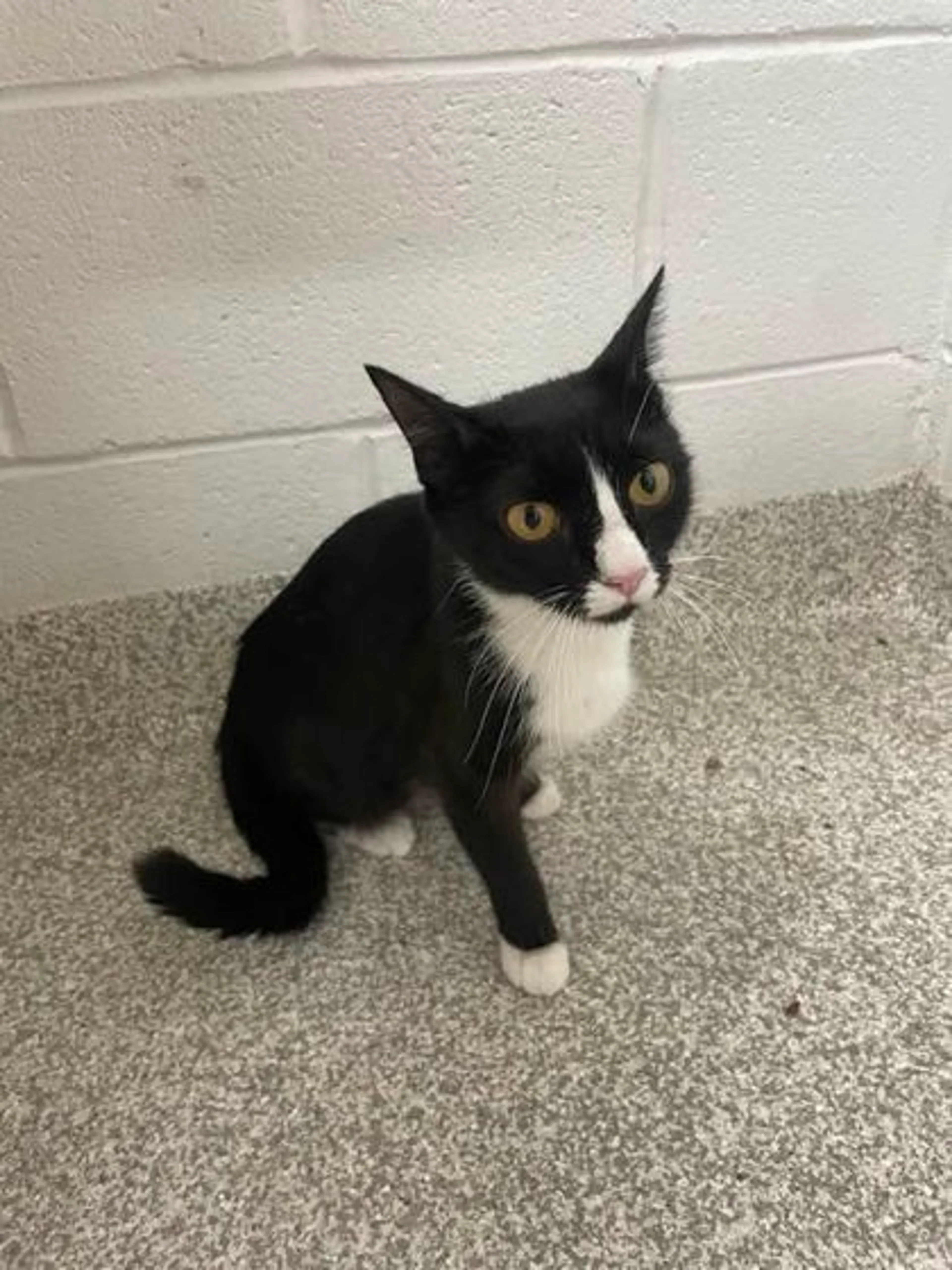 Found pet