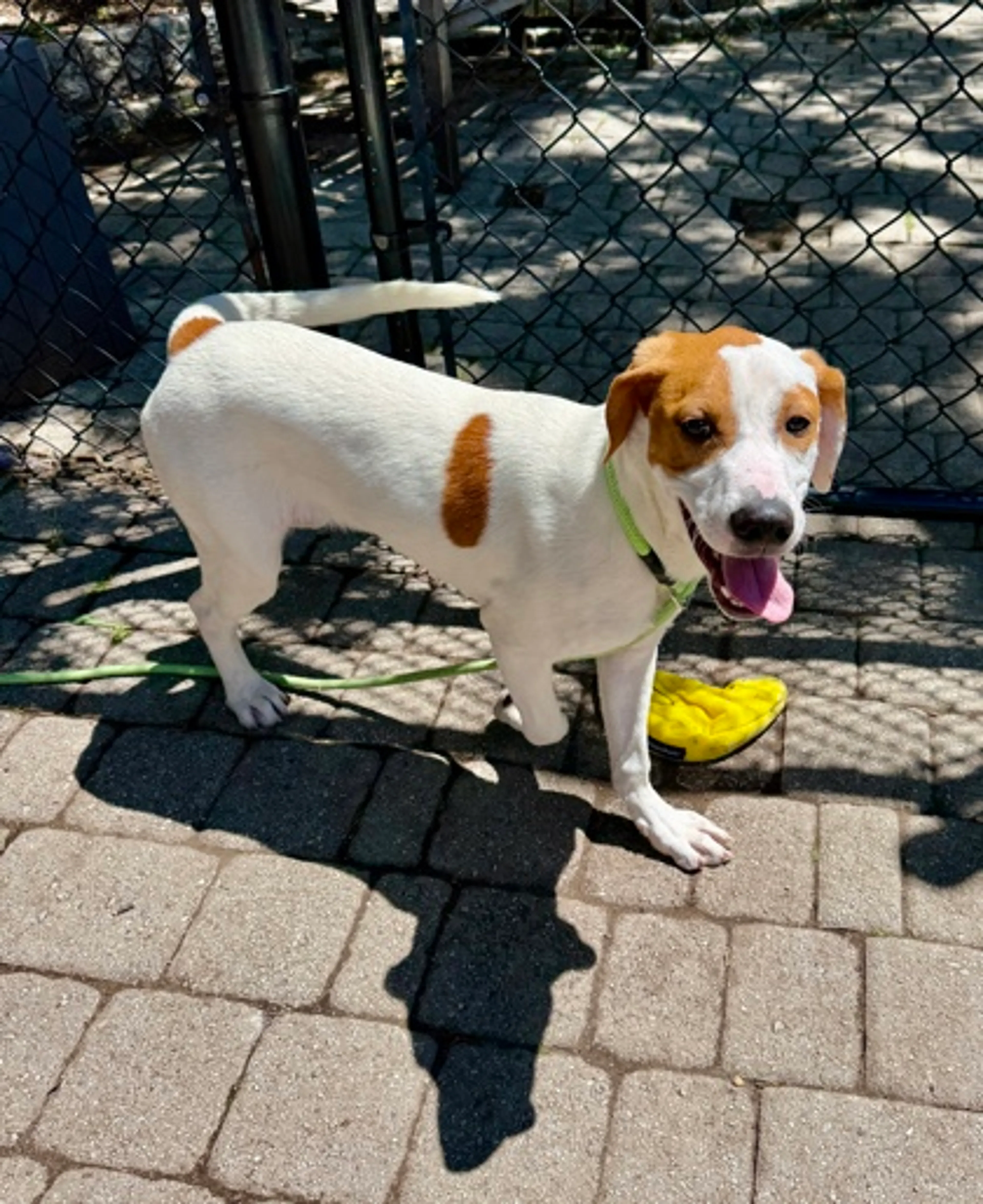 Found pet-1