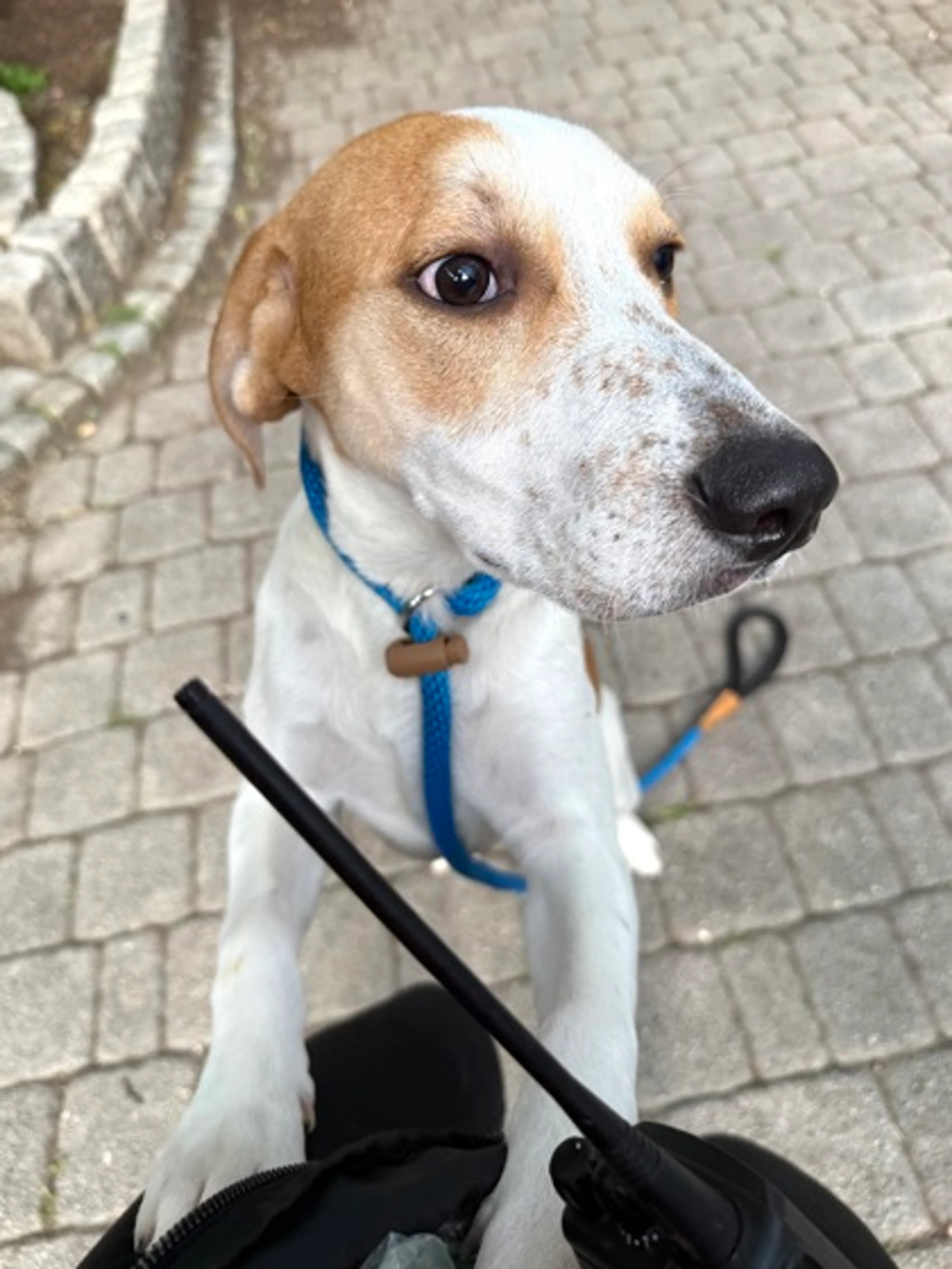 Found pet-1