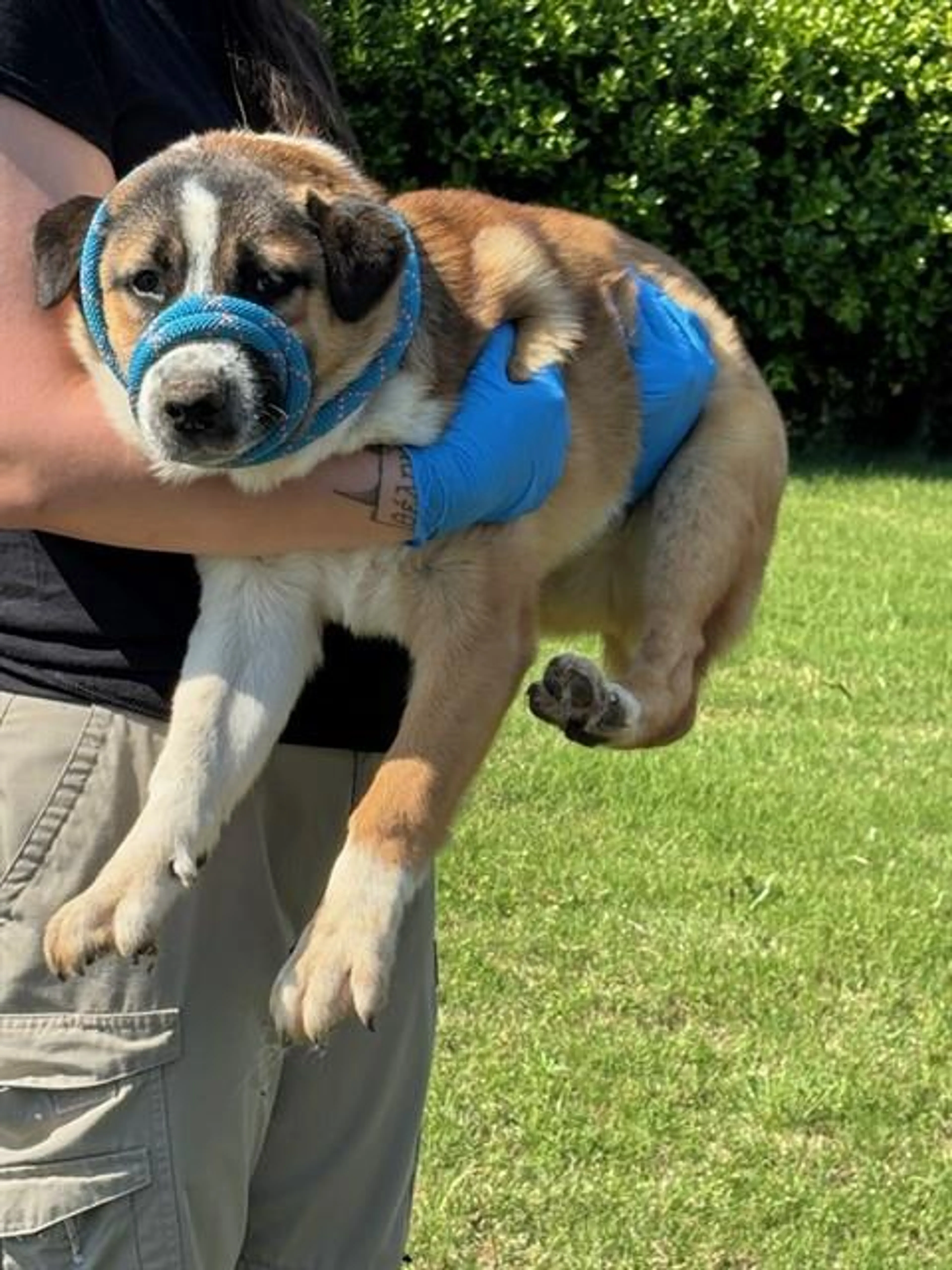 Found pet