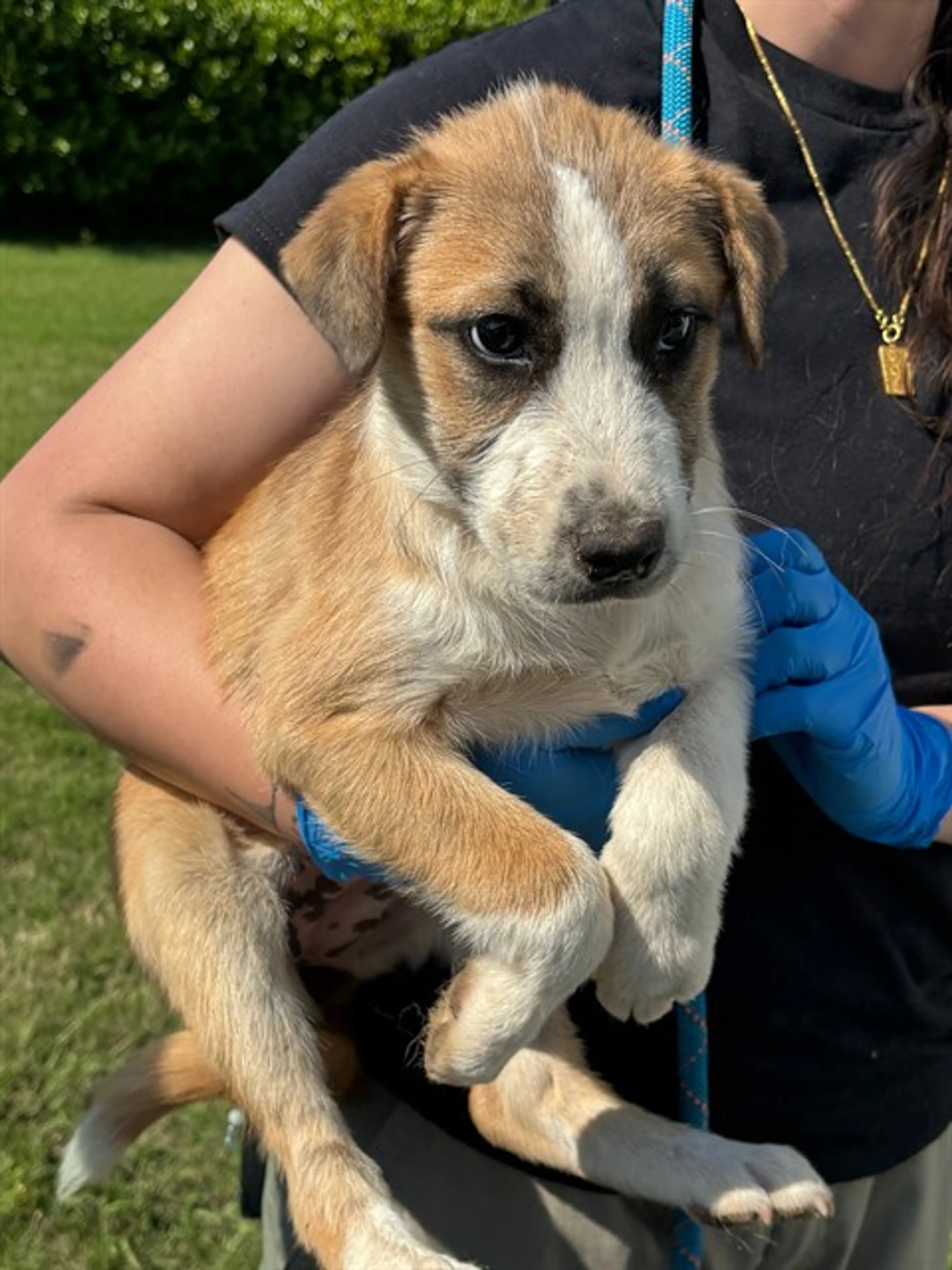 Found pet