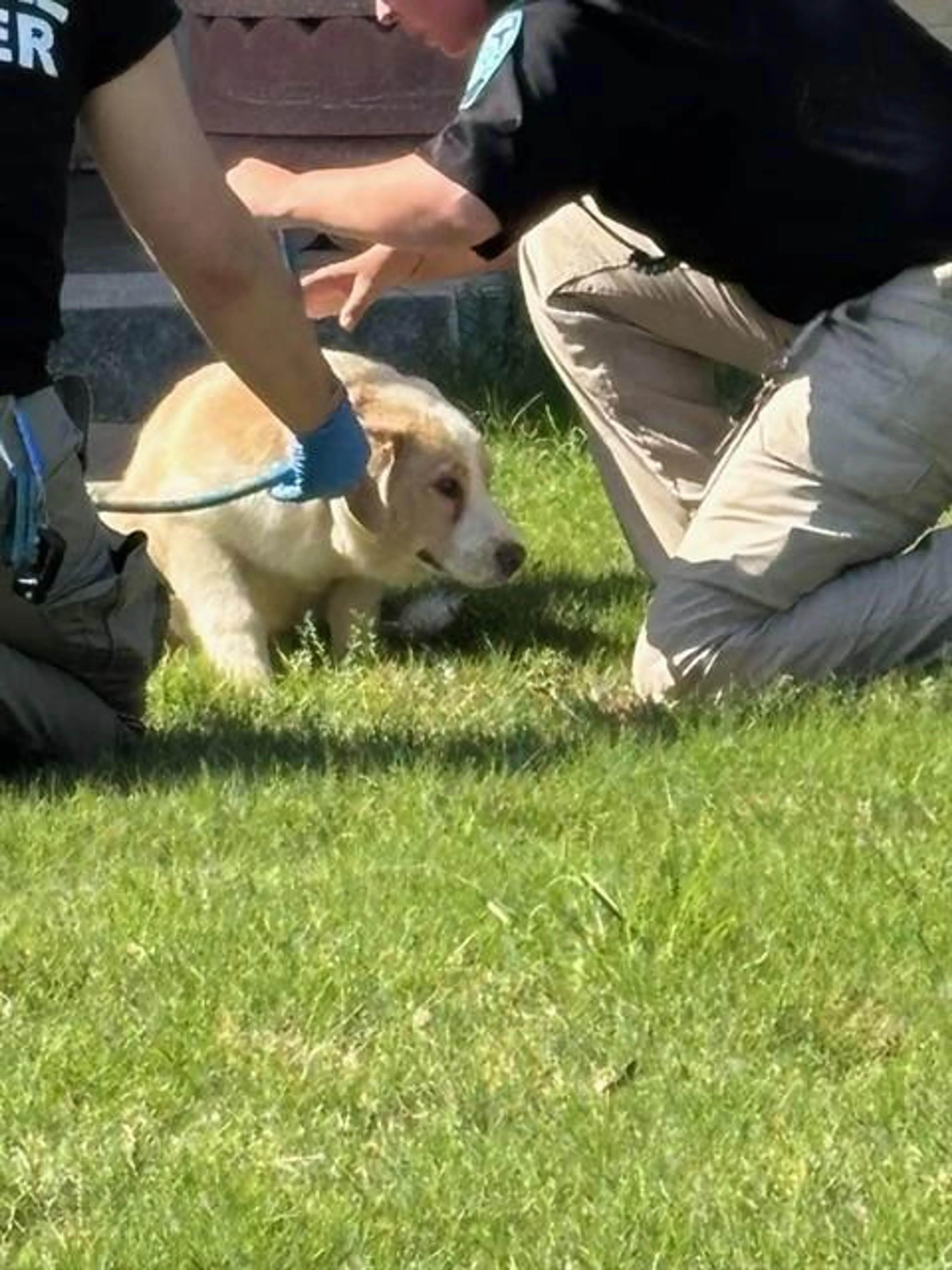 Found pet