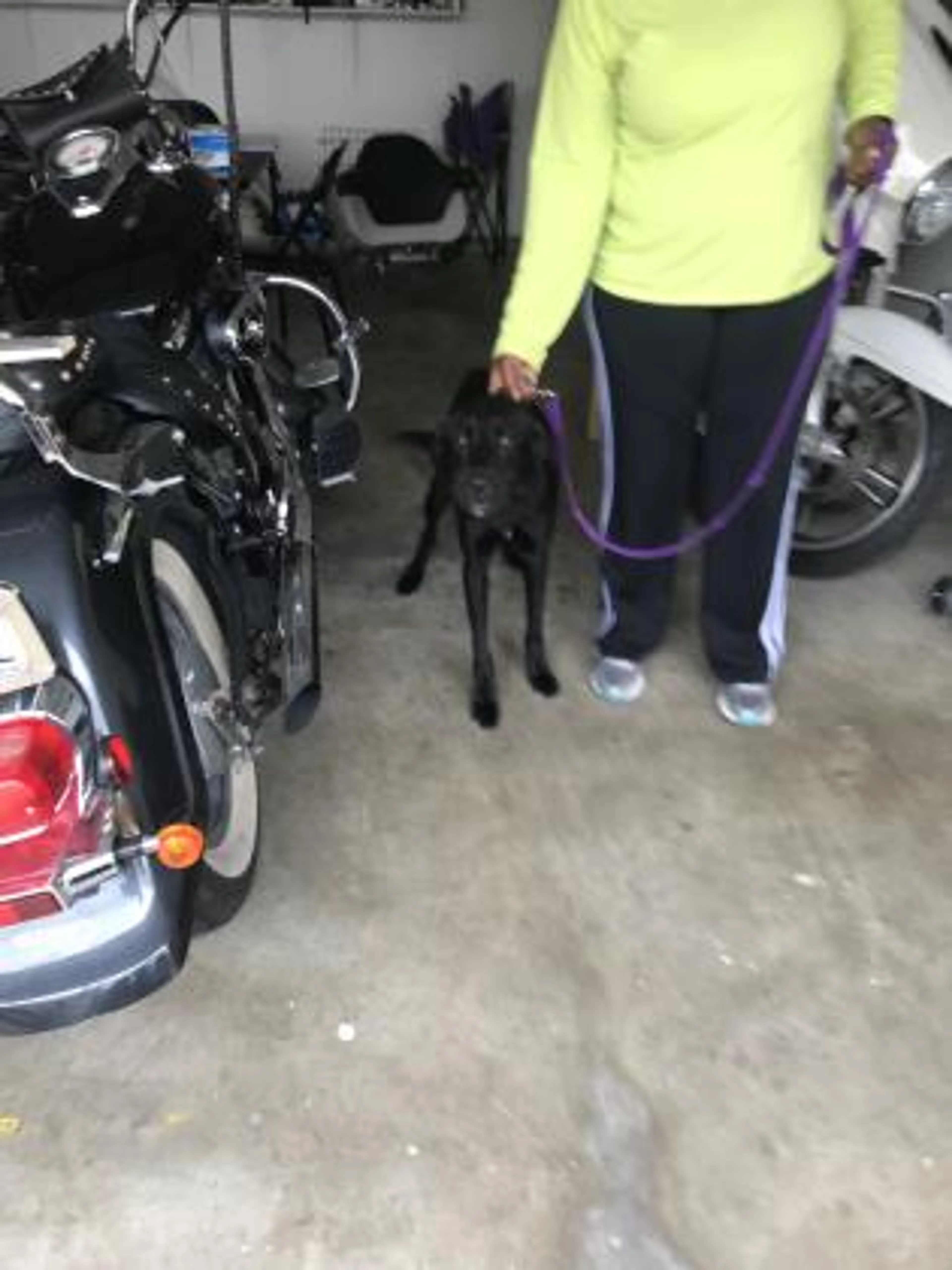 Found pet-1