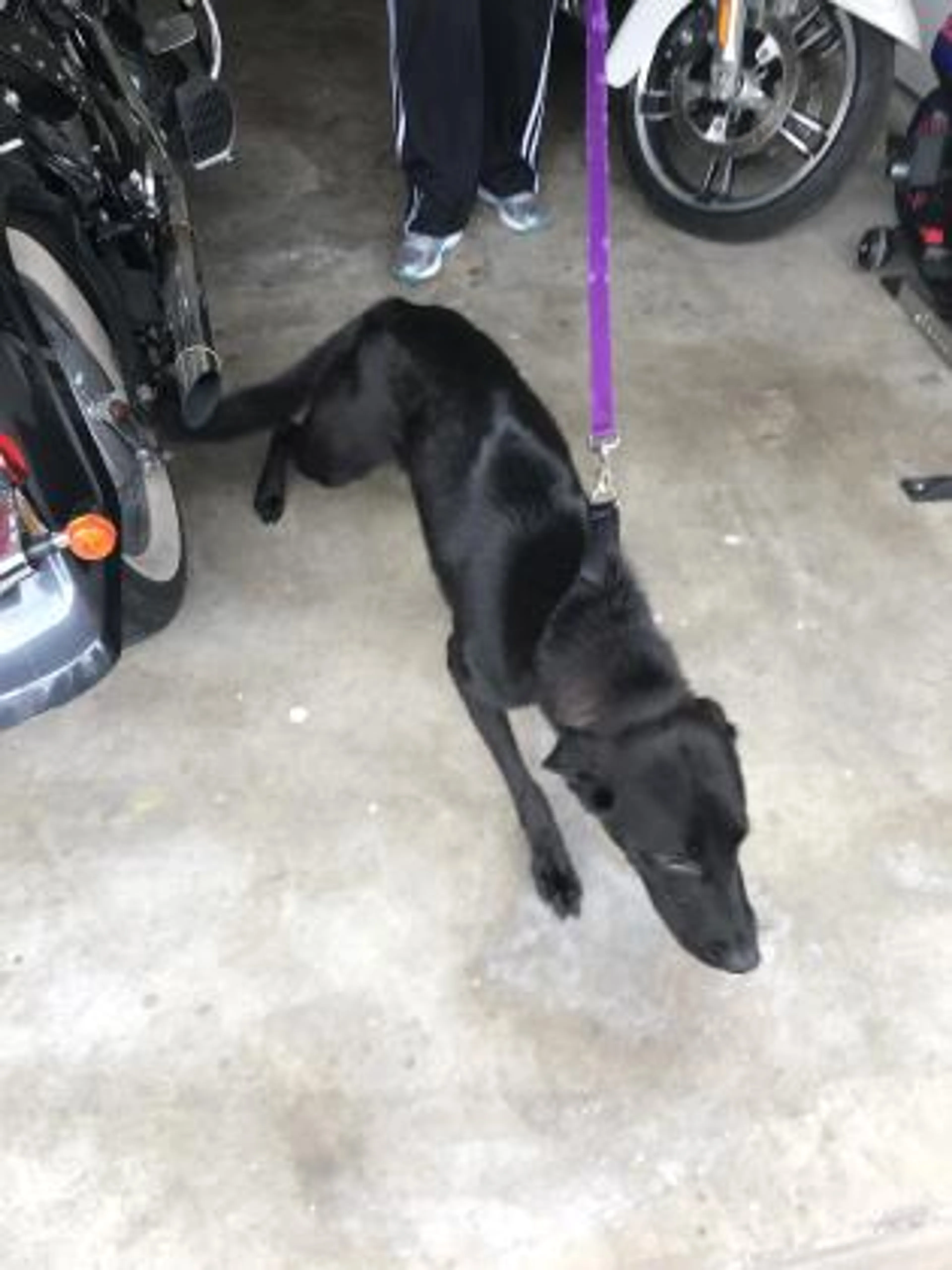 Found pet-0