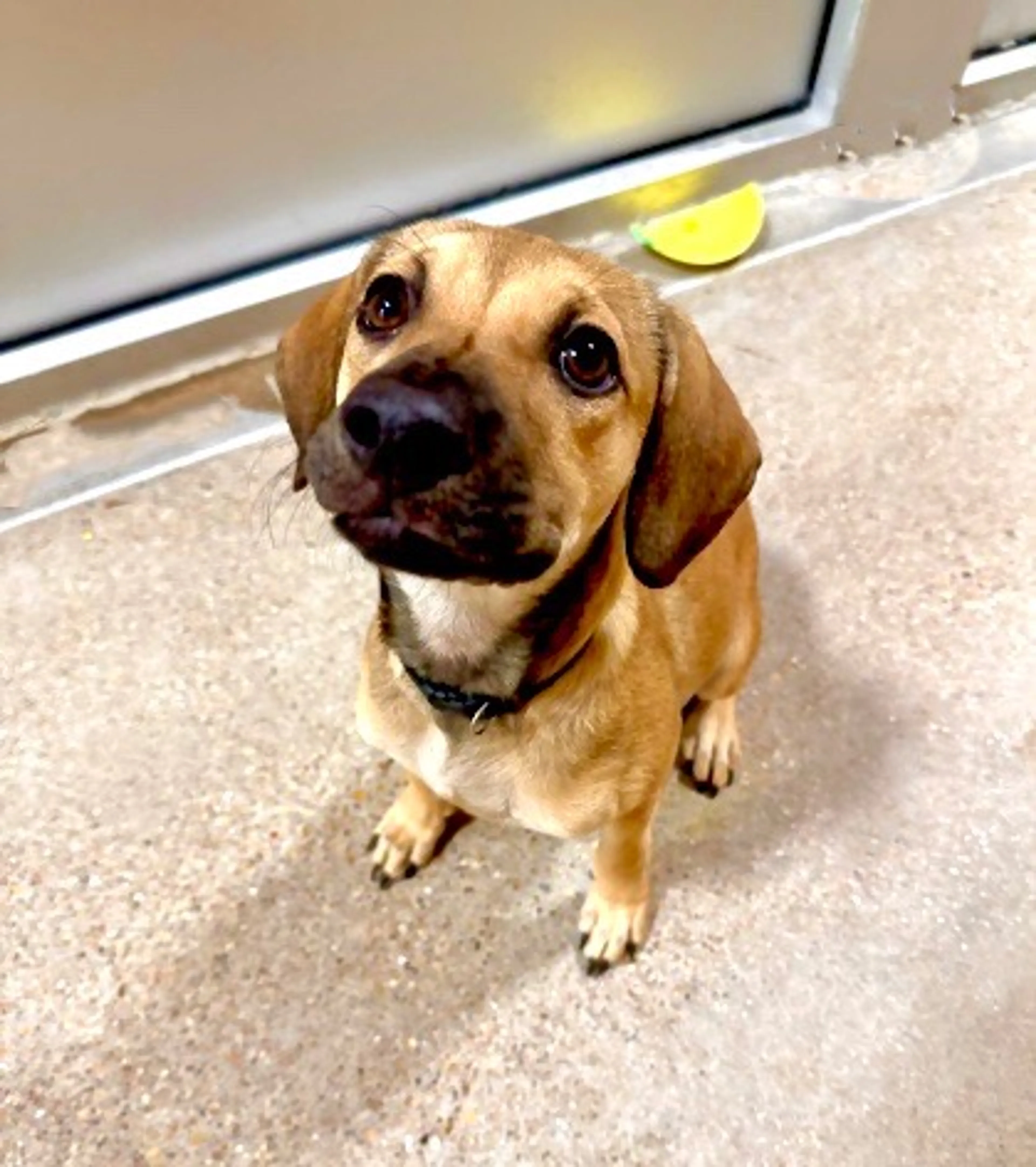 Found pet-2