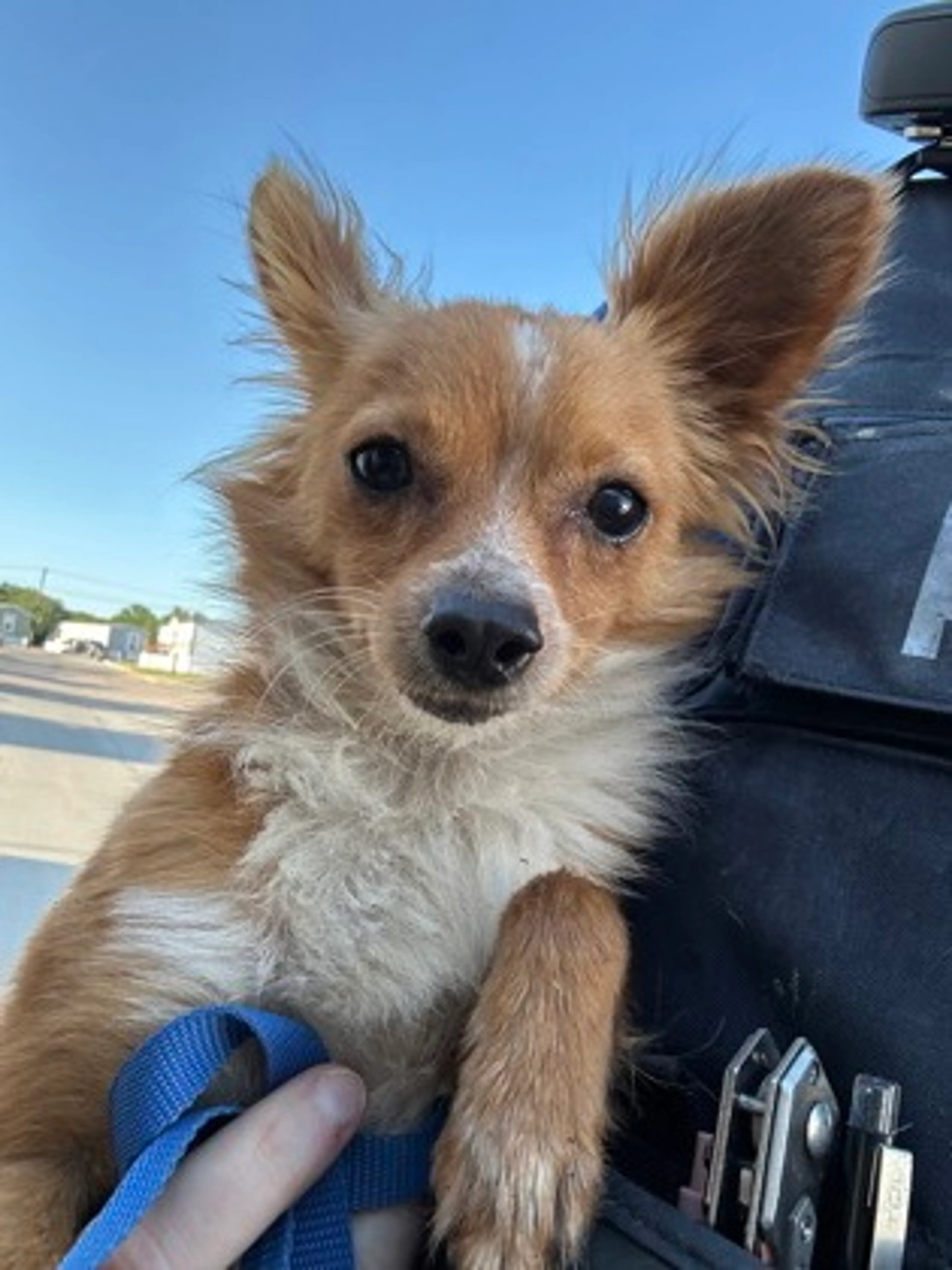 Found pet