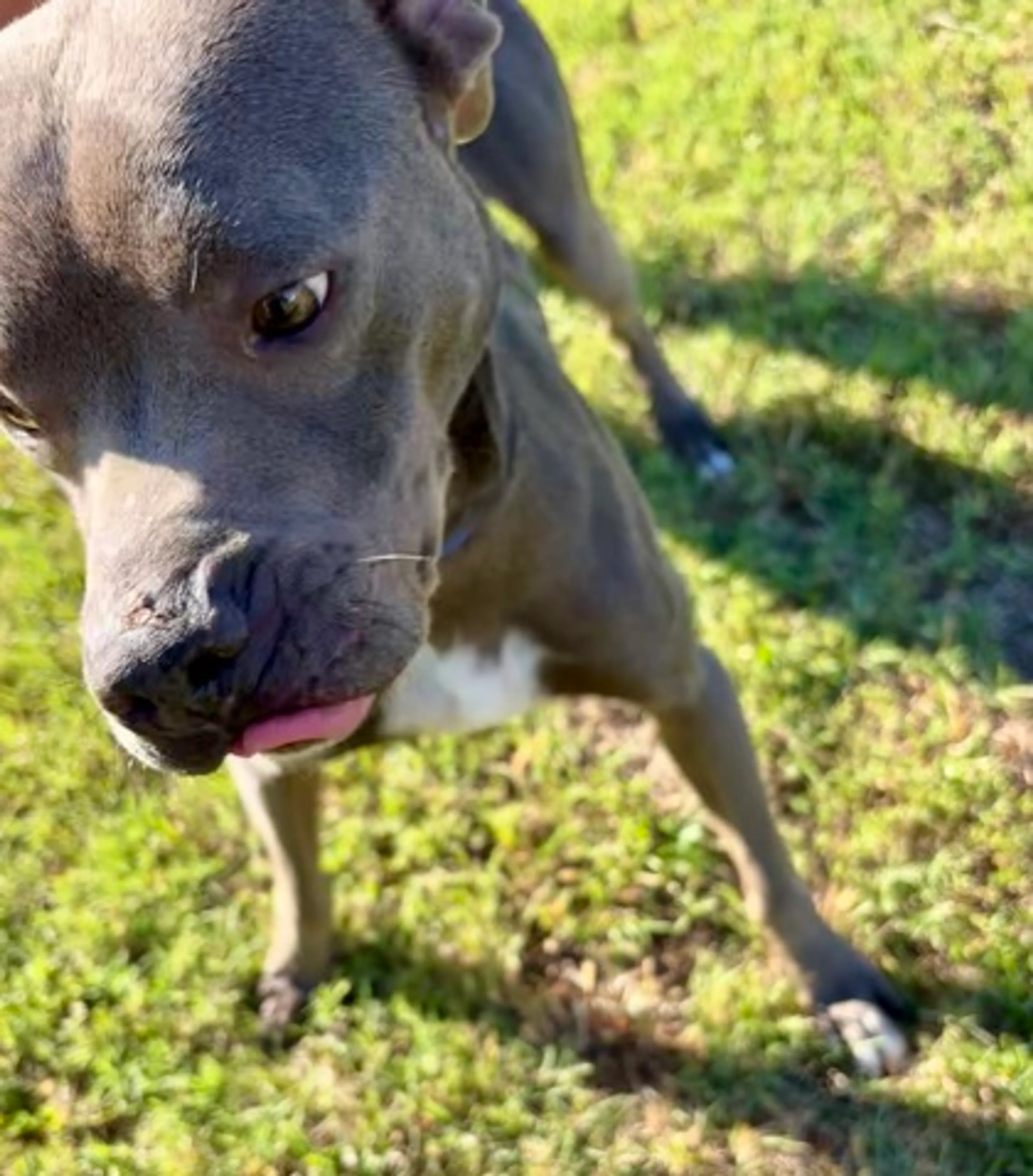 Found pet