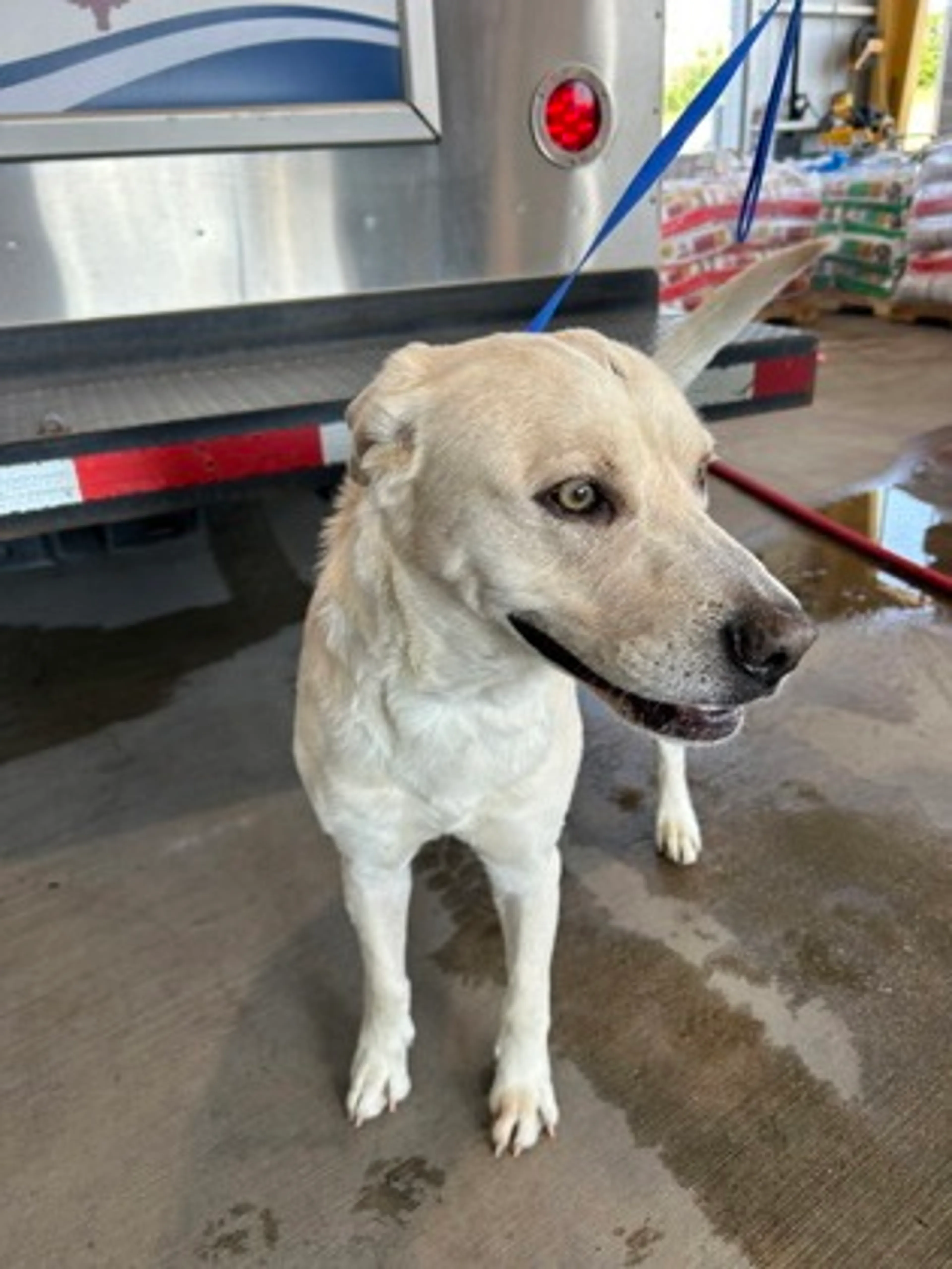 Found pet
