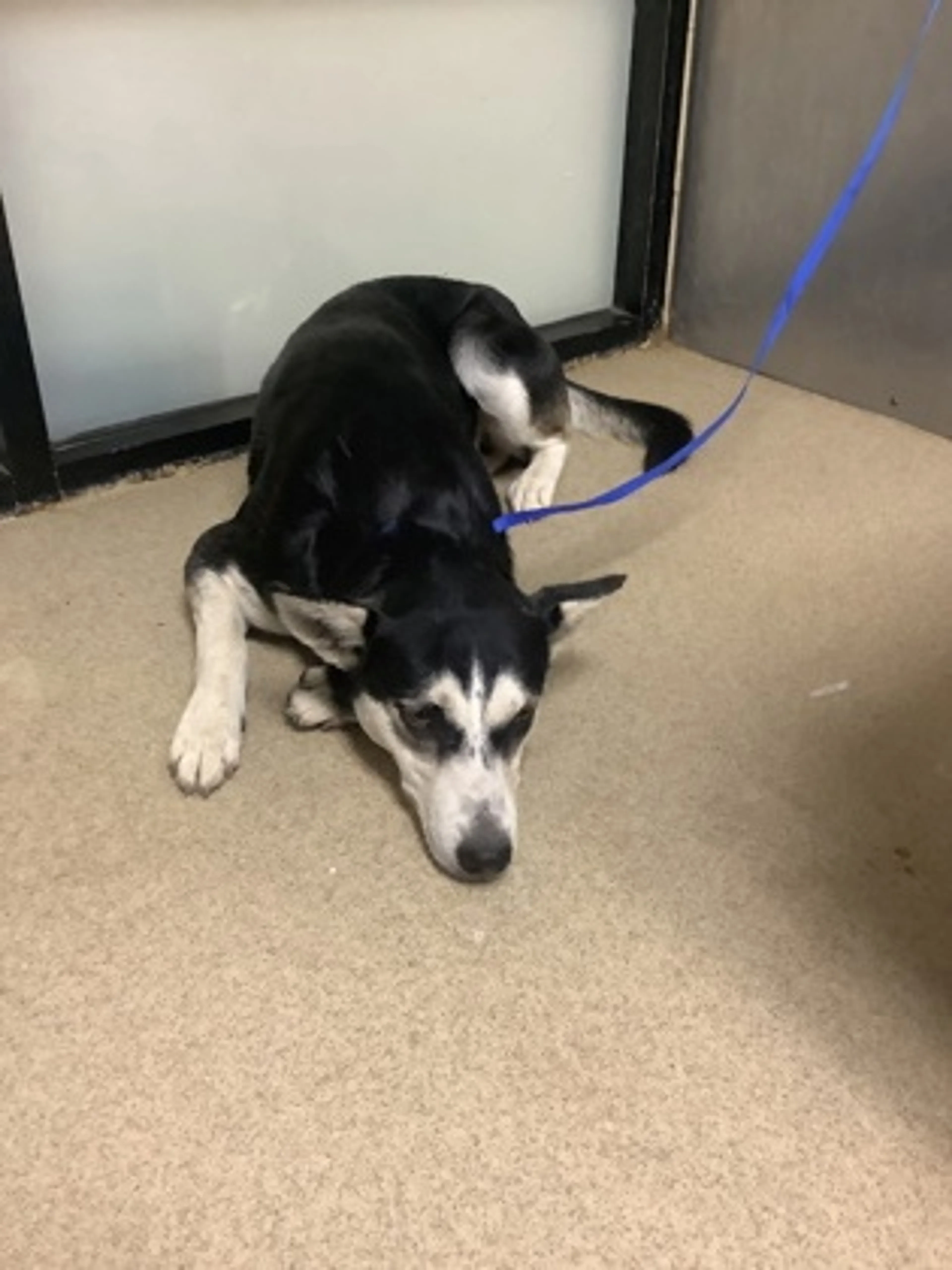 Found pet