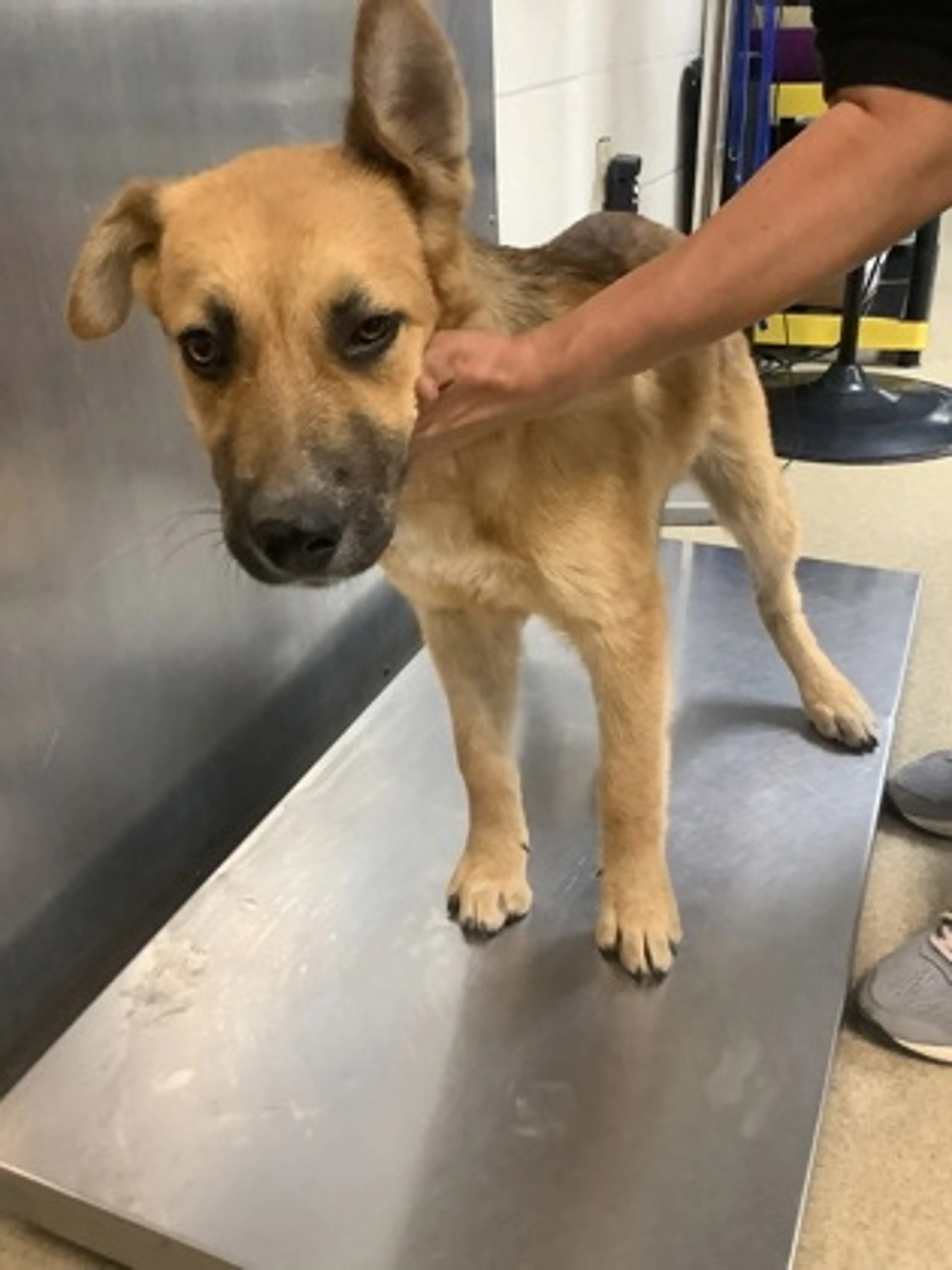 Found pet