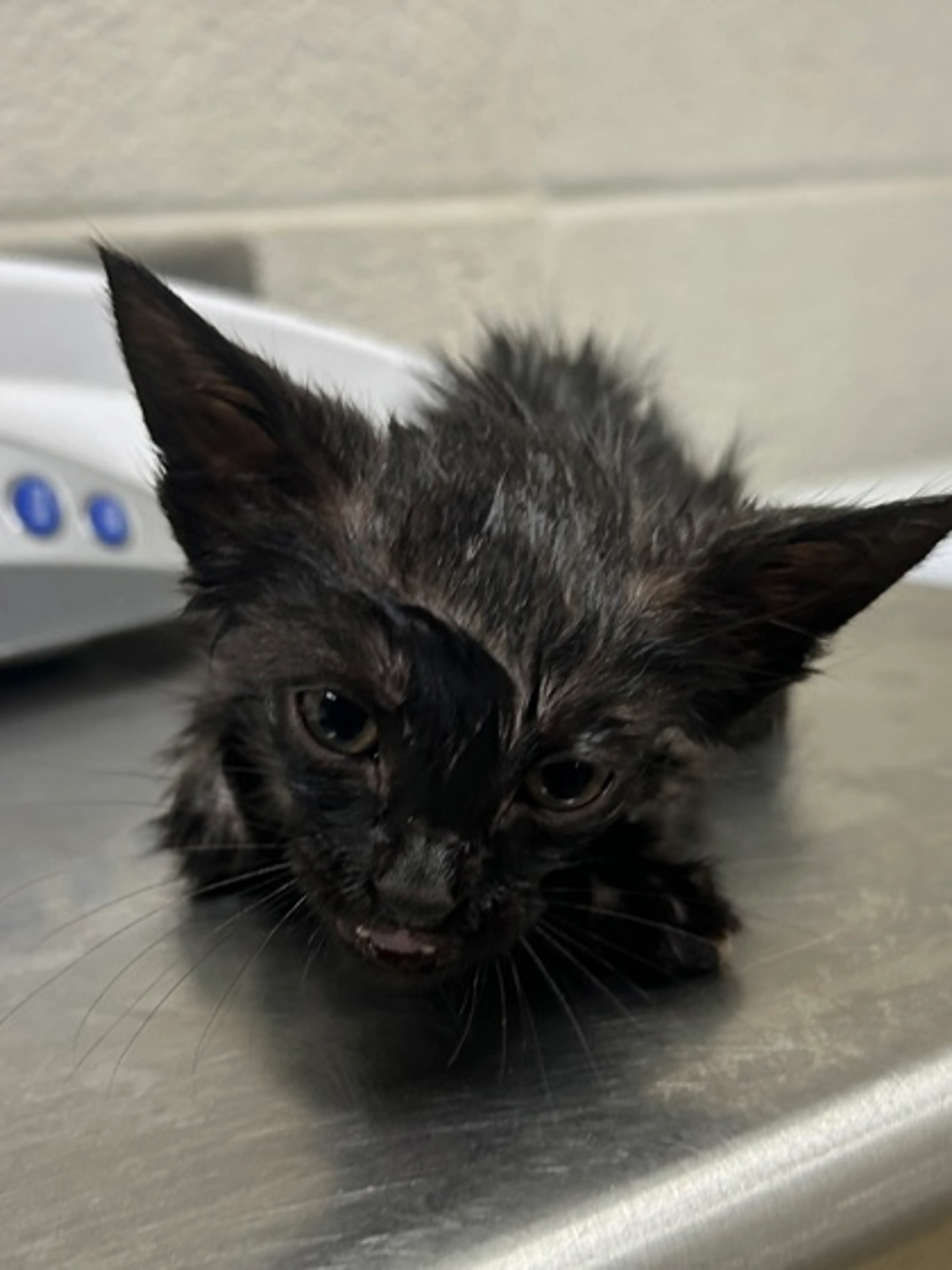 Found pet