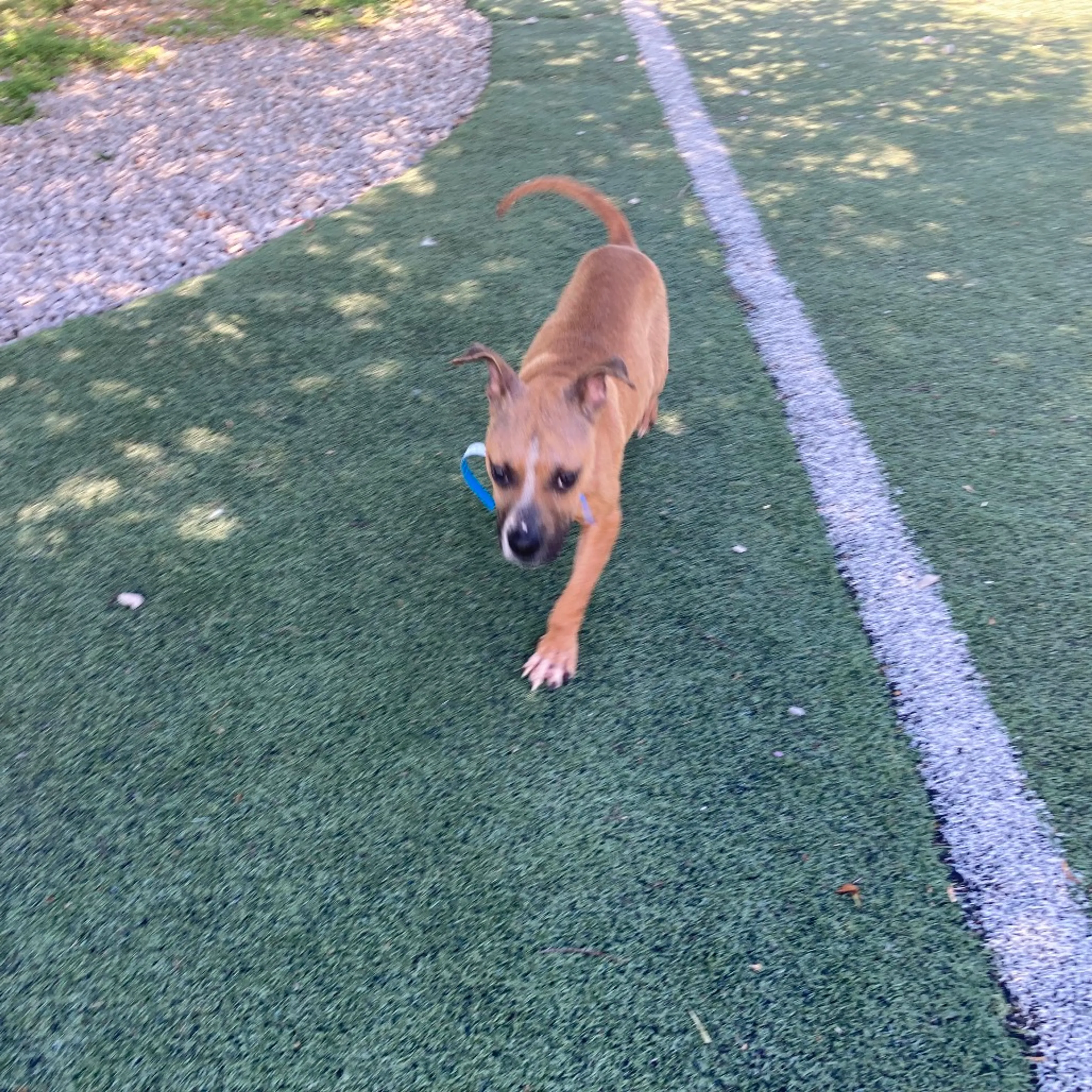 Found pet-5