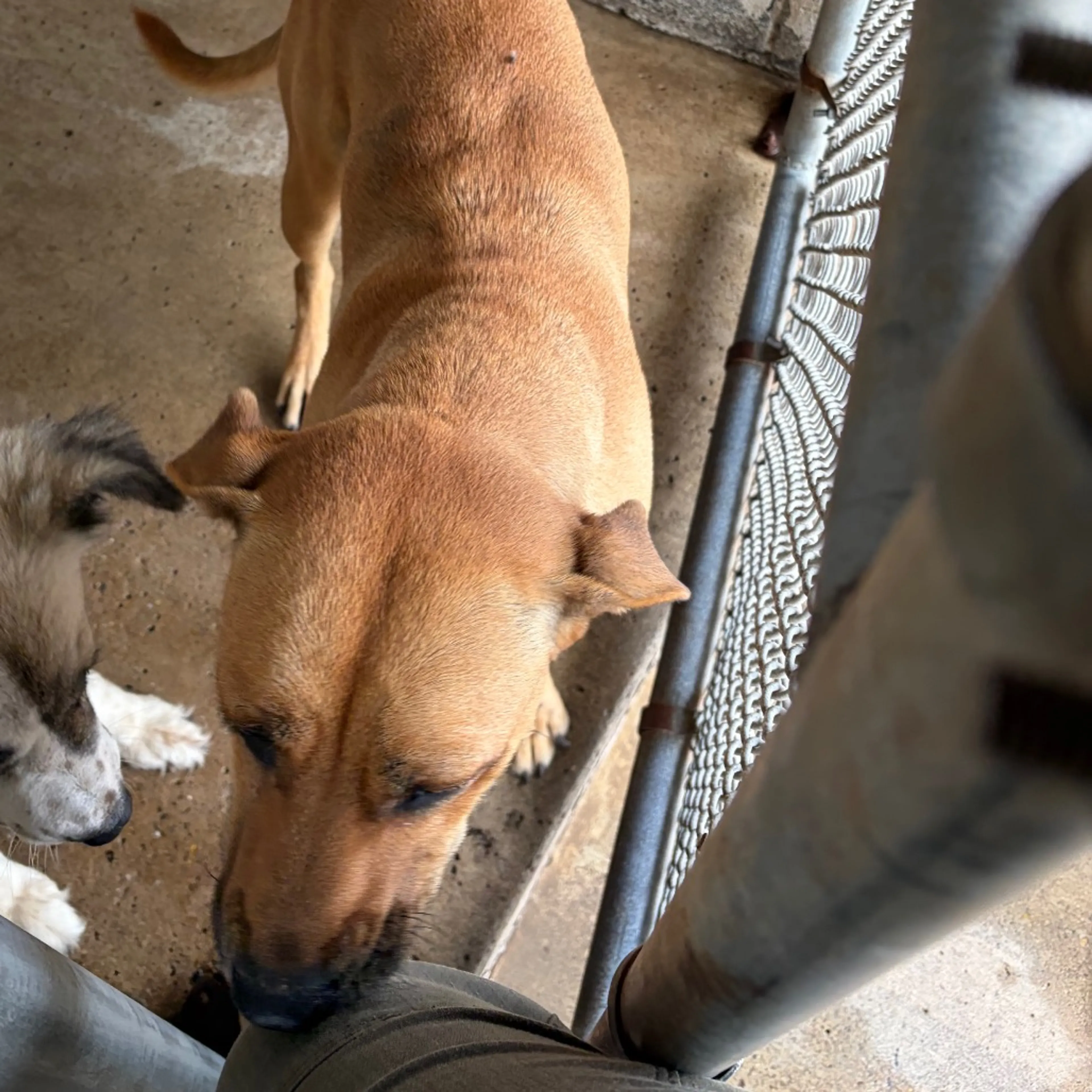 Found pet-1