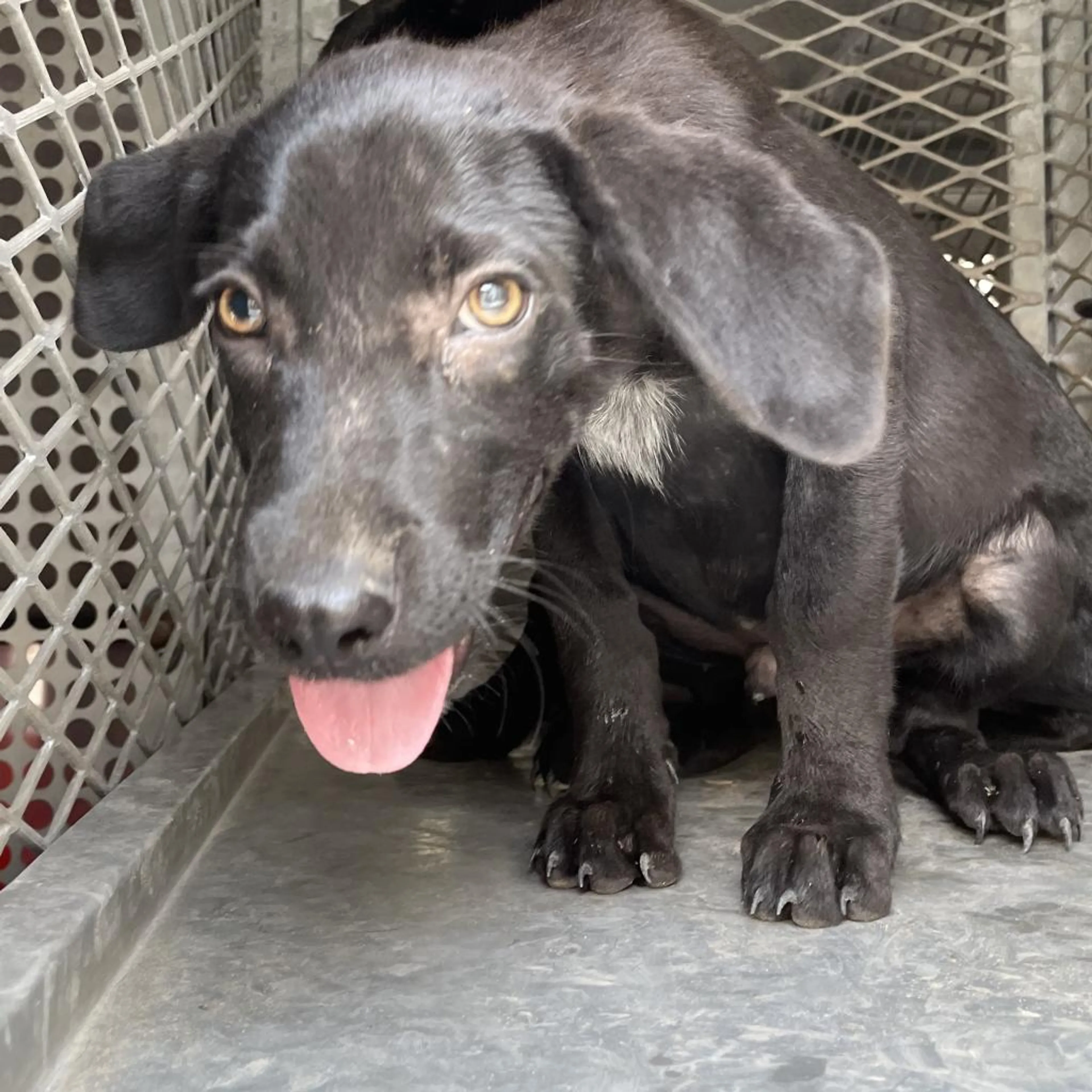 Found pet-1