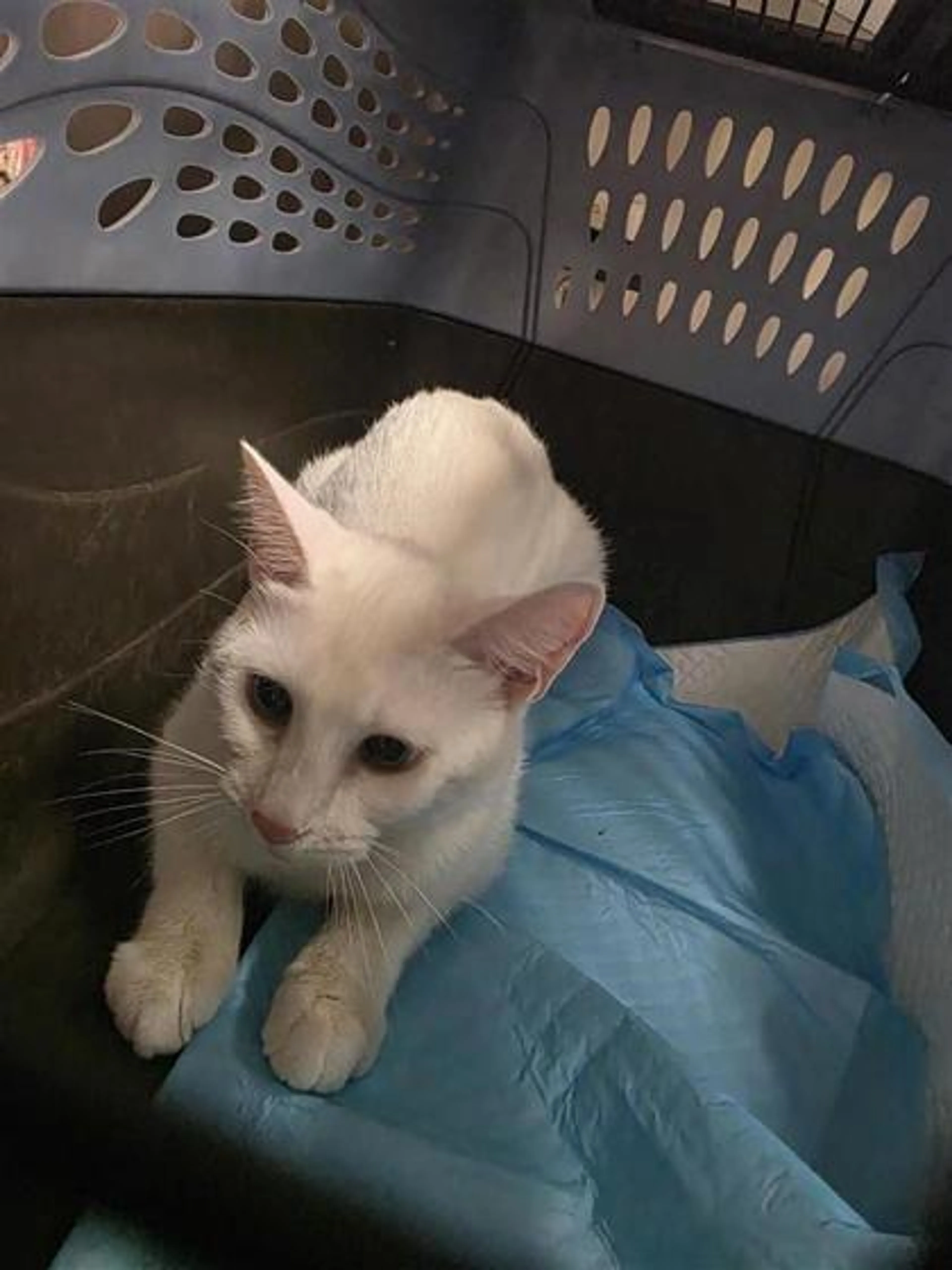 Found pet