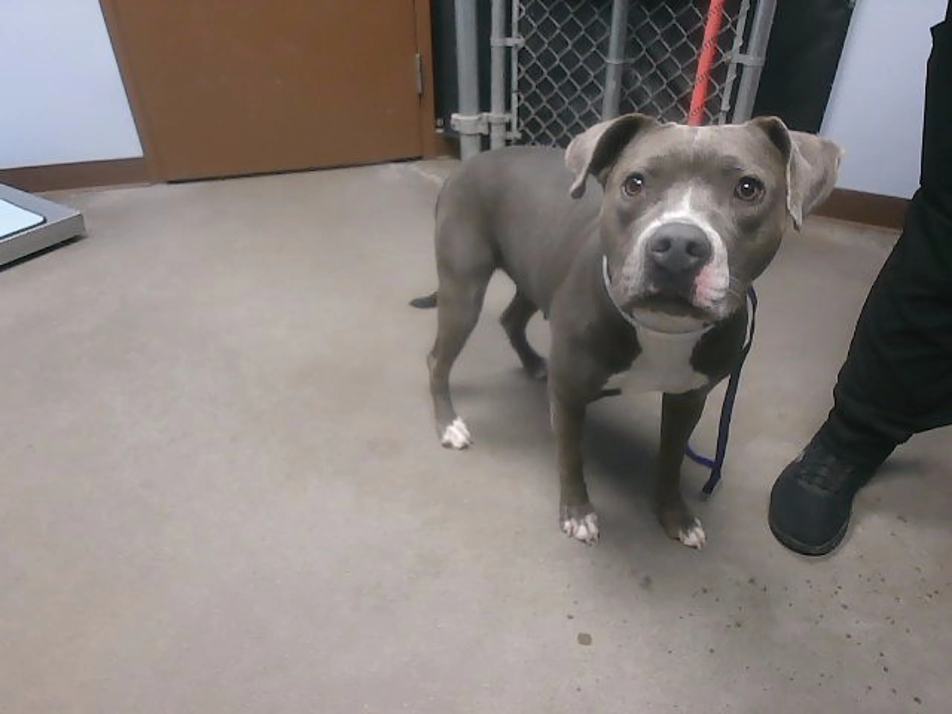 Found pet