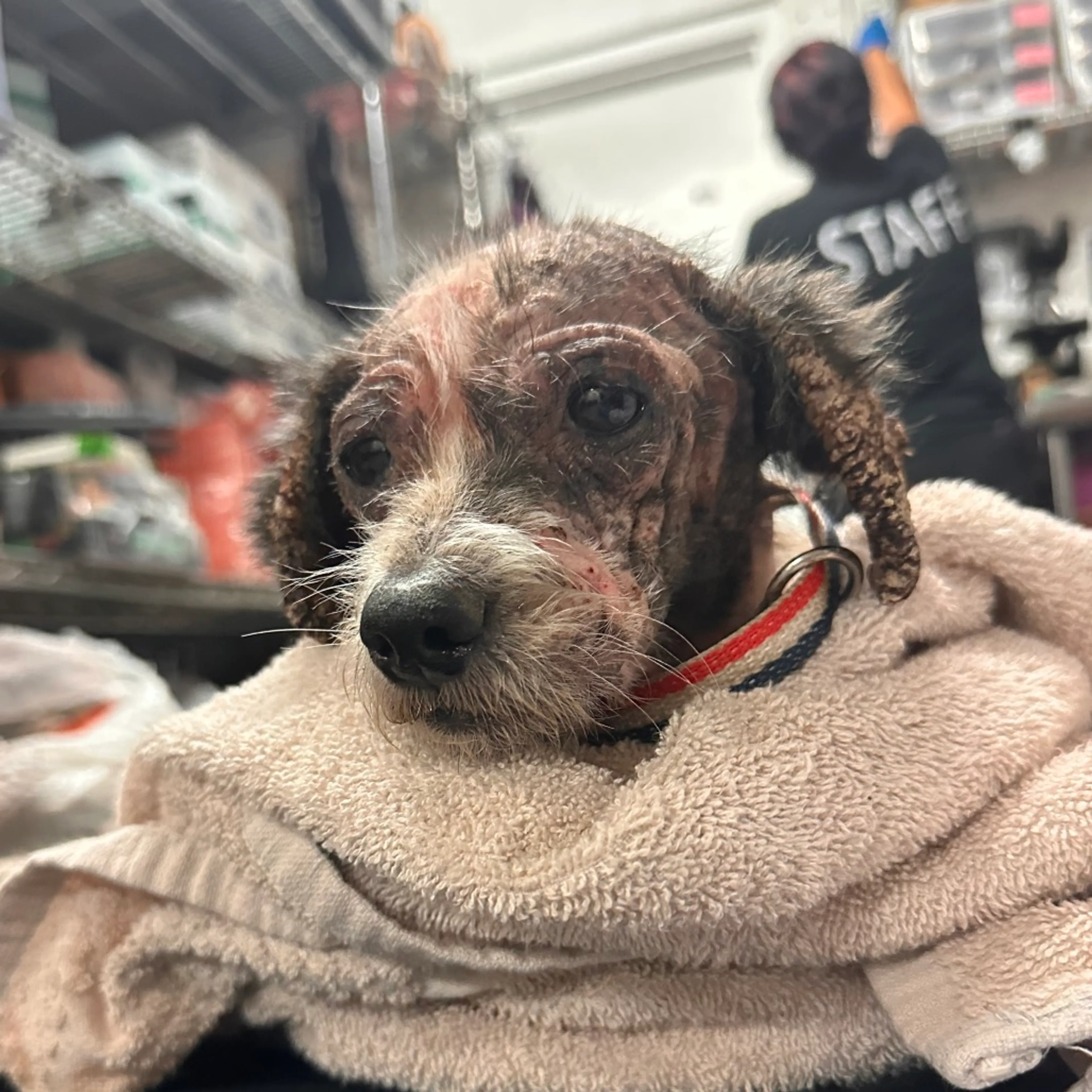 Found pet