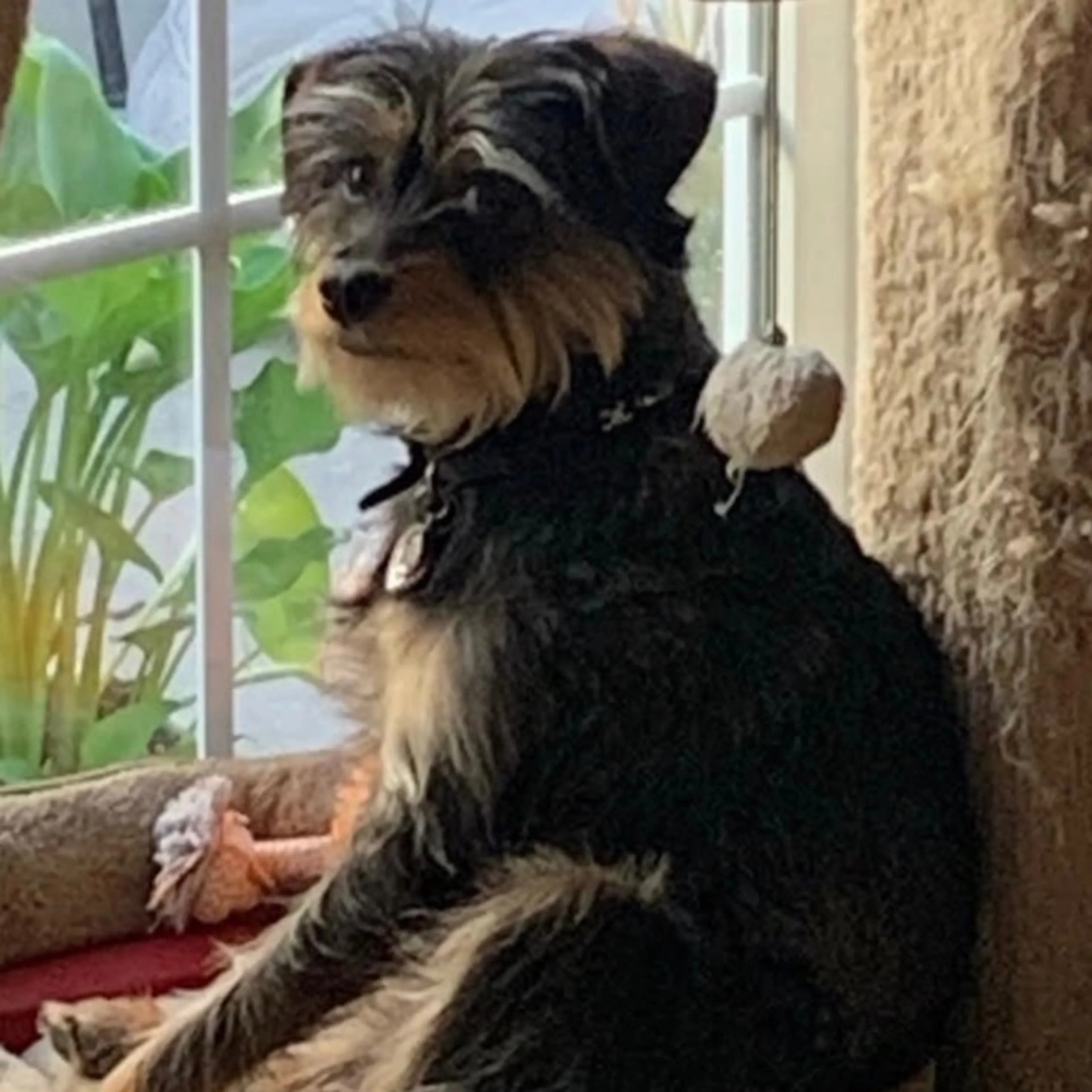 Lost pet
