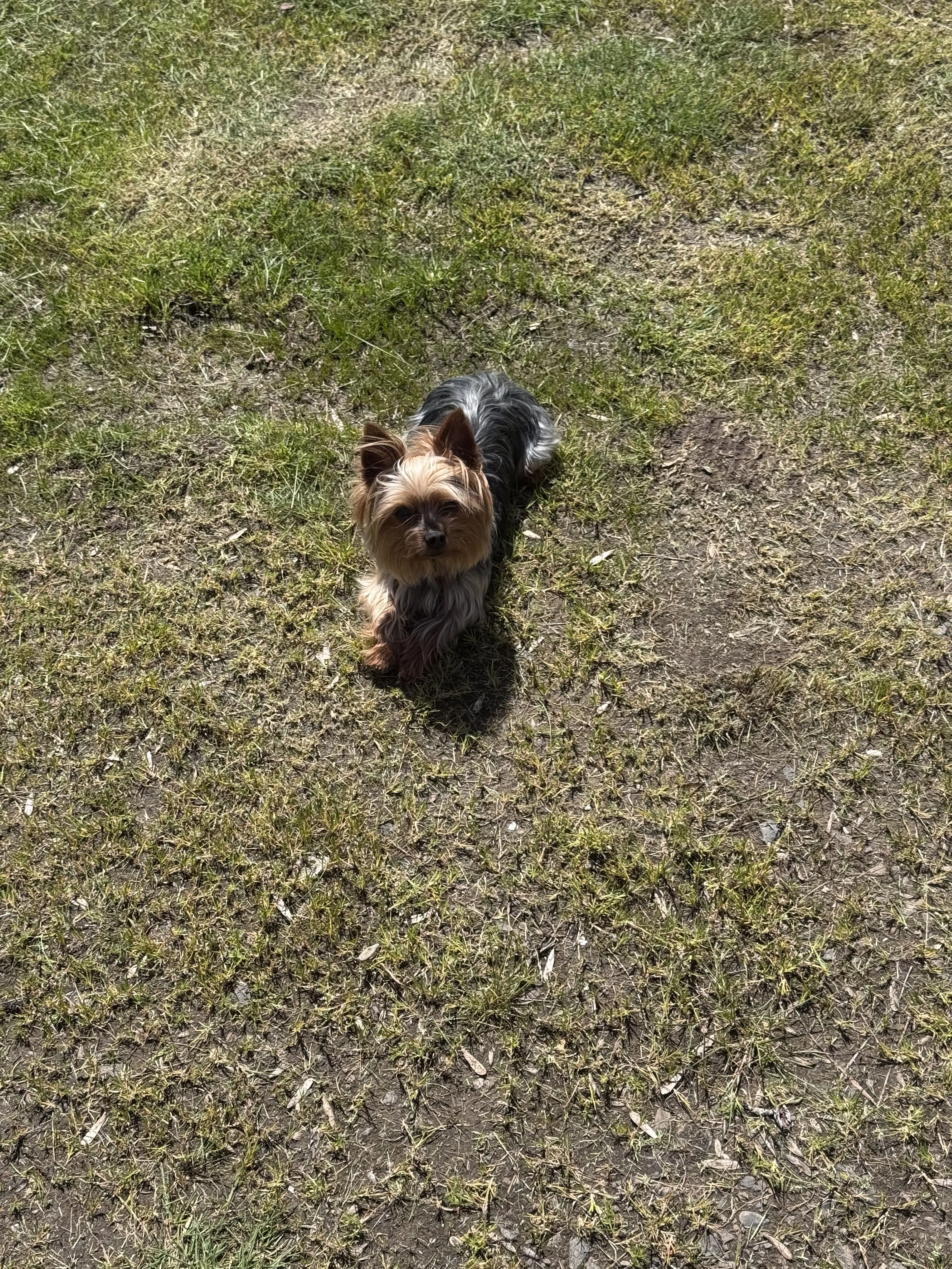 Lost pet-0