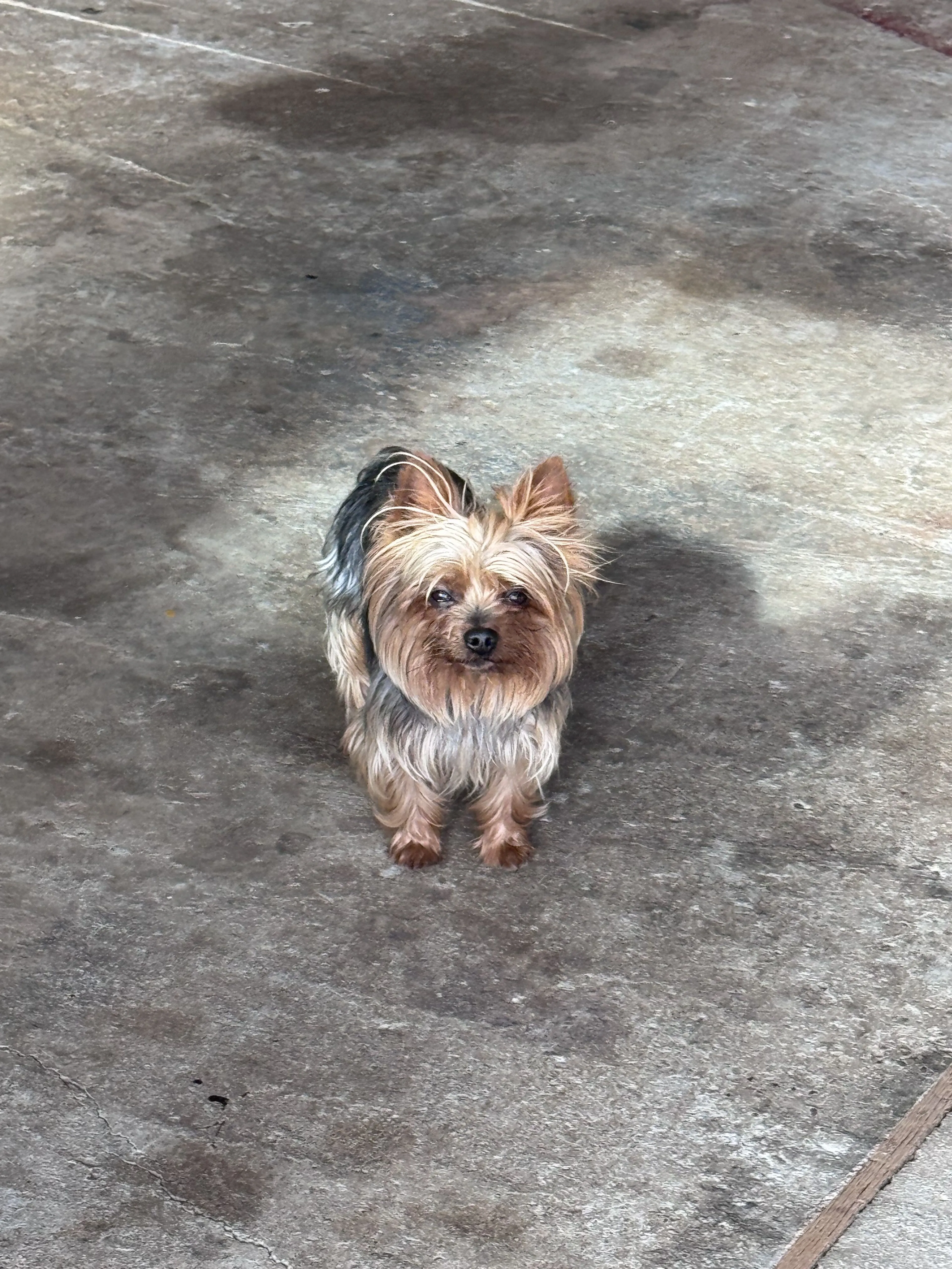 Lost pet-1