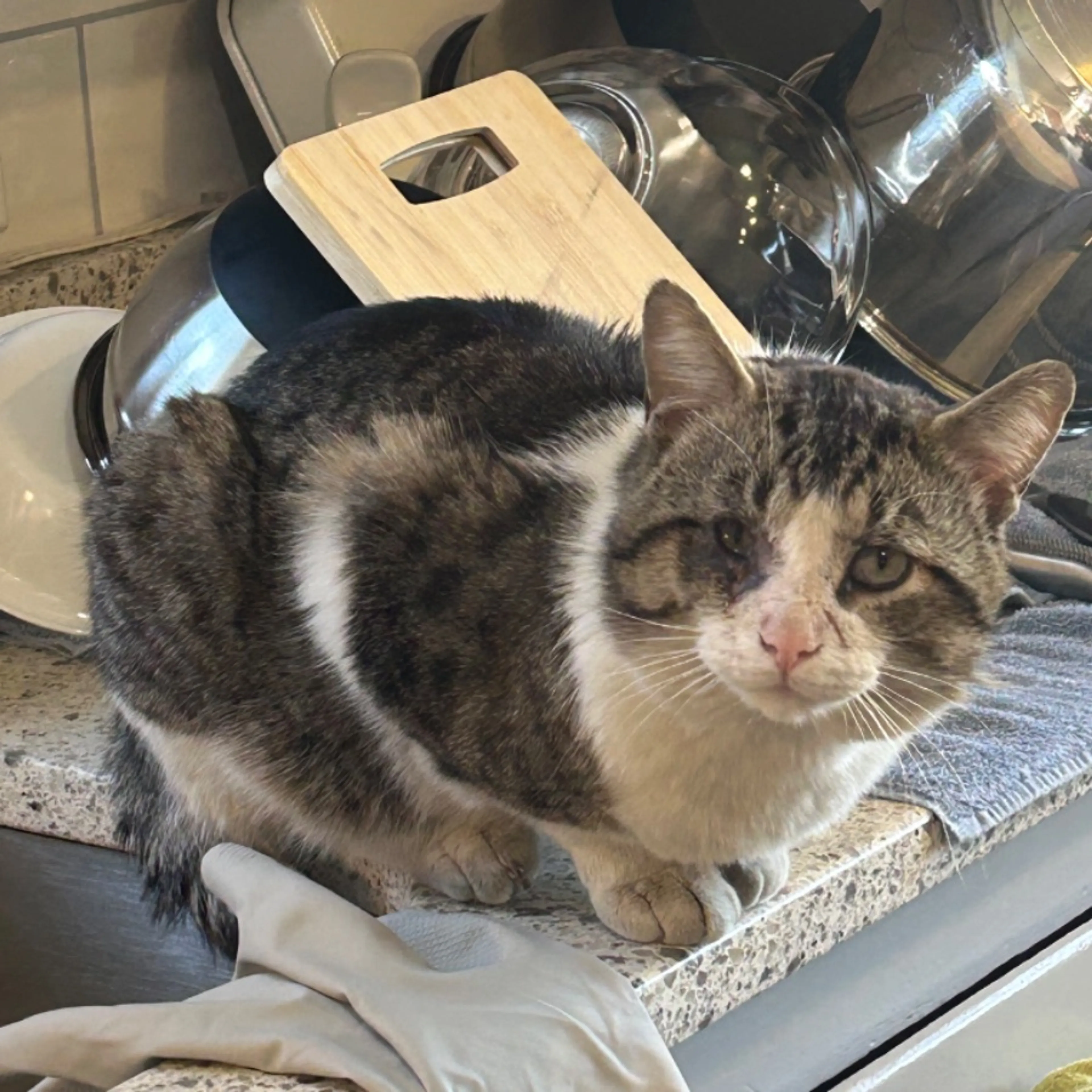 Found pet