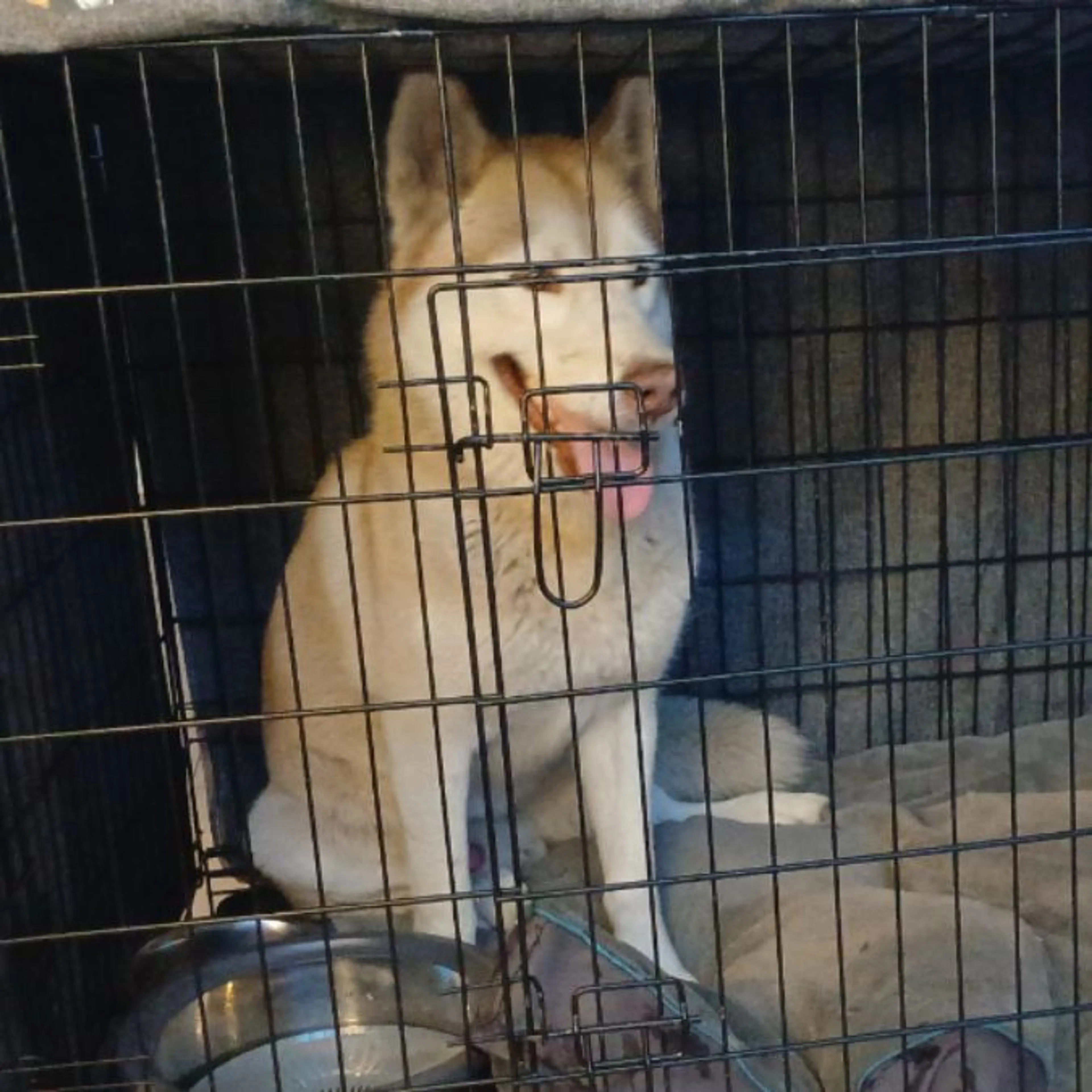 Found pet