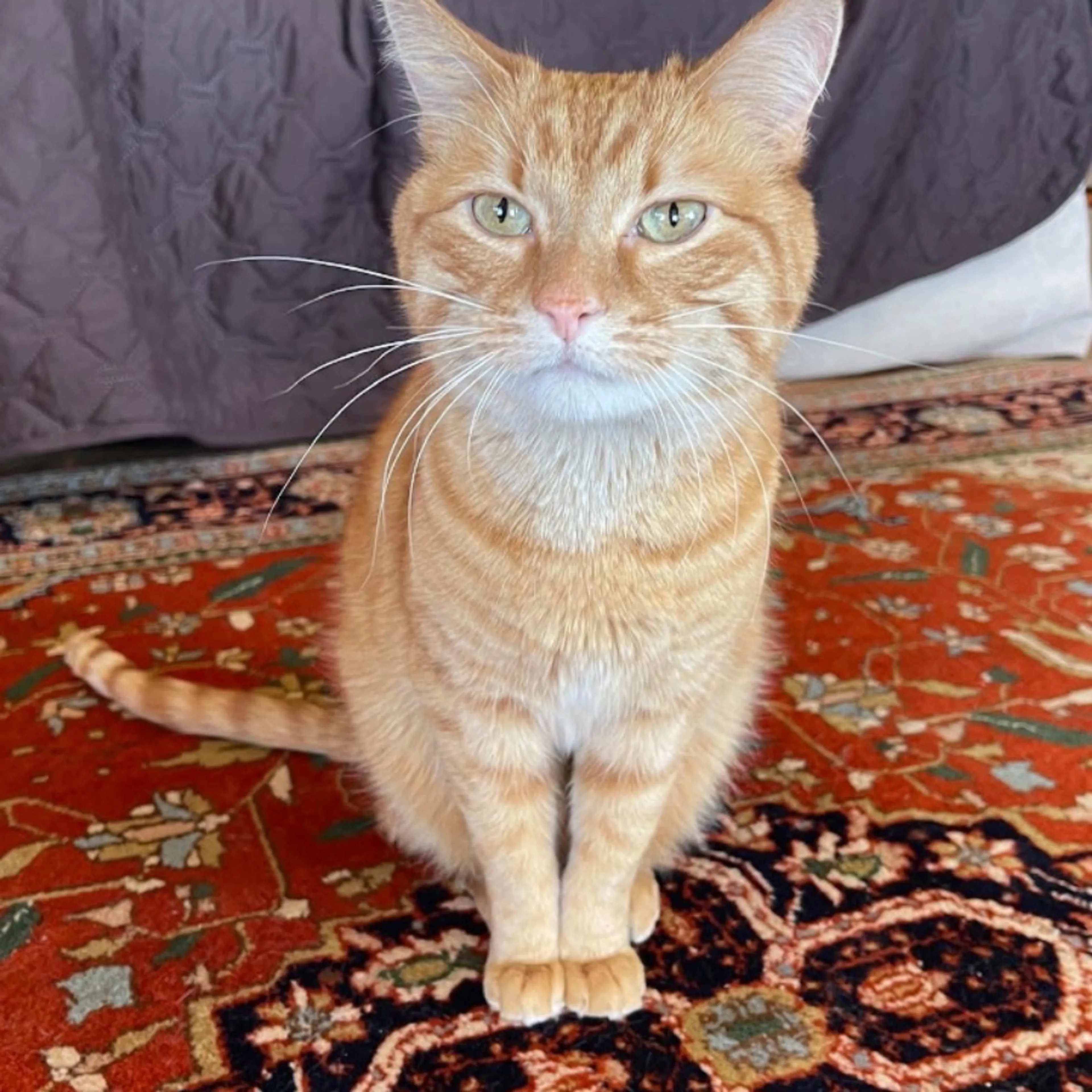 Lost pet