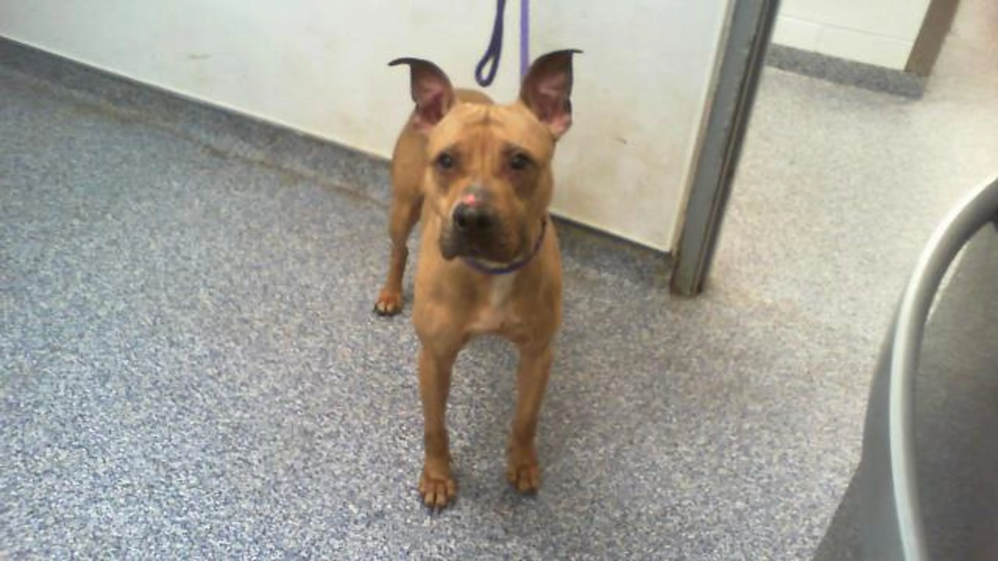 Found pet