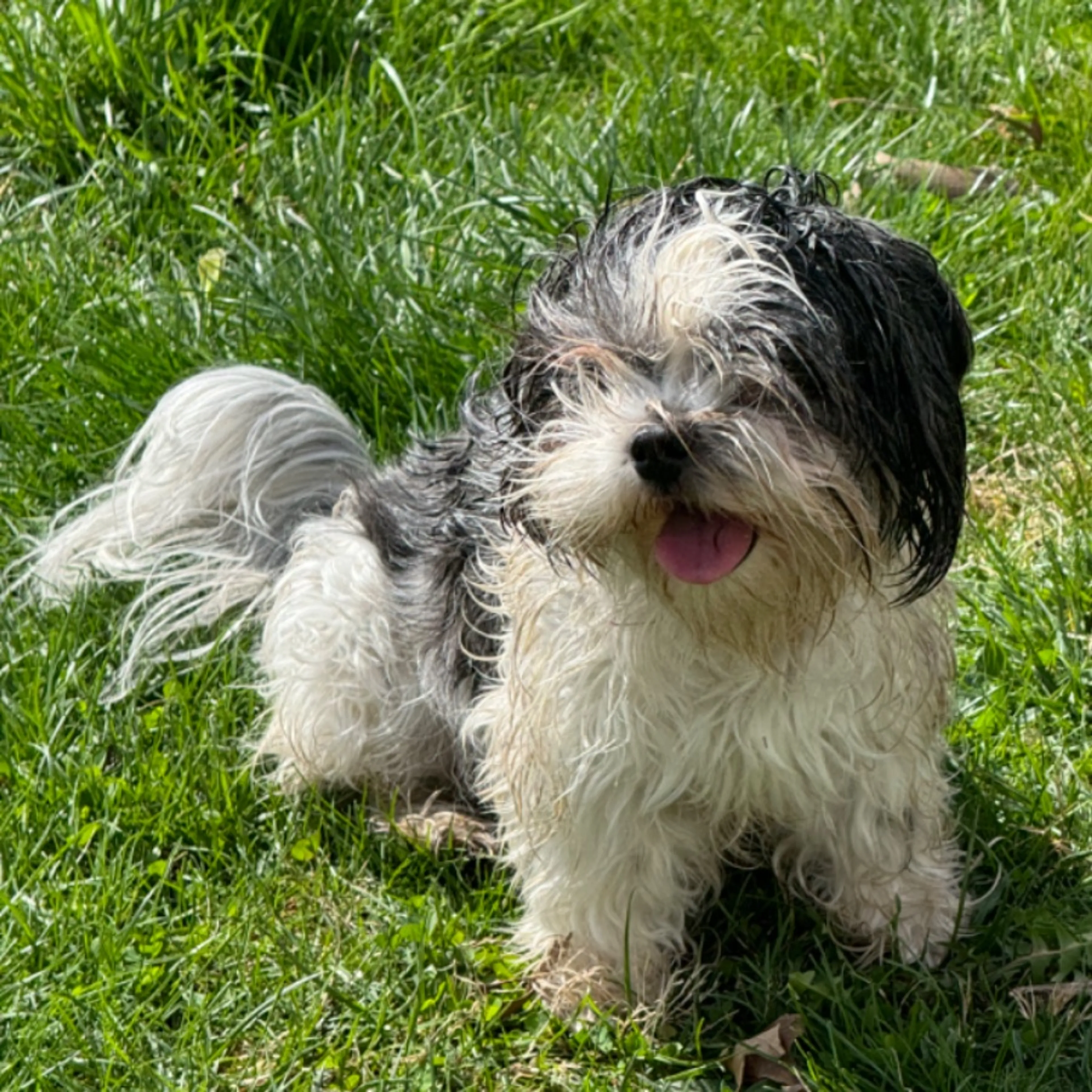 Lost pet
