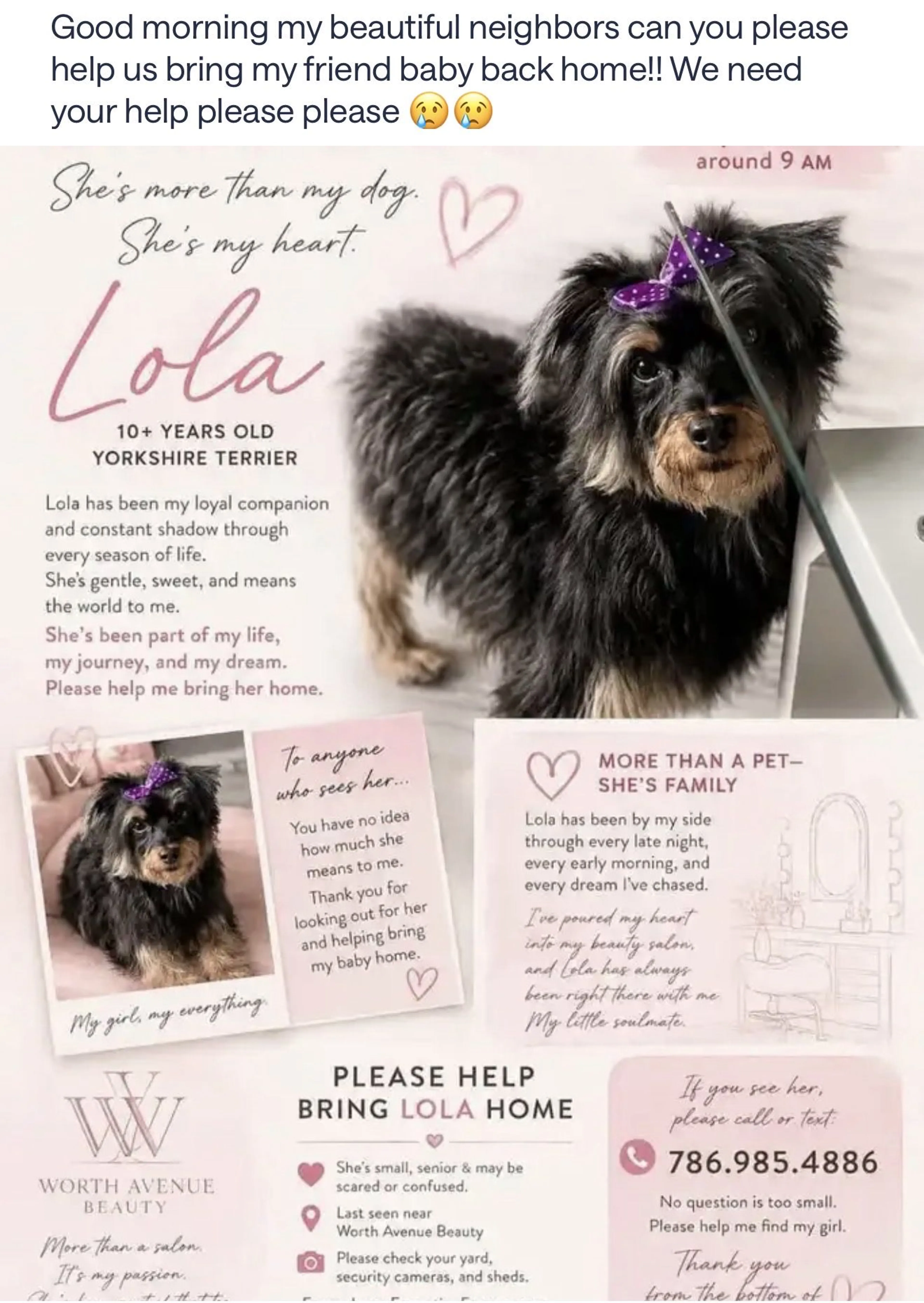 Lost pet