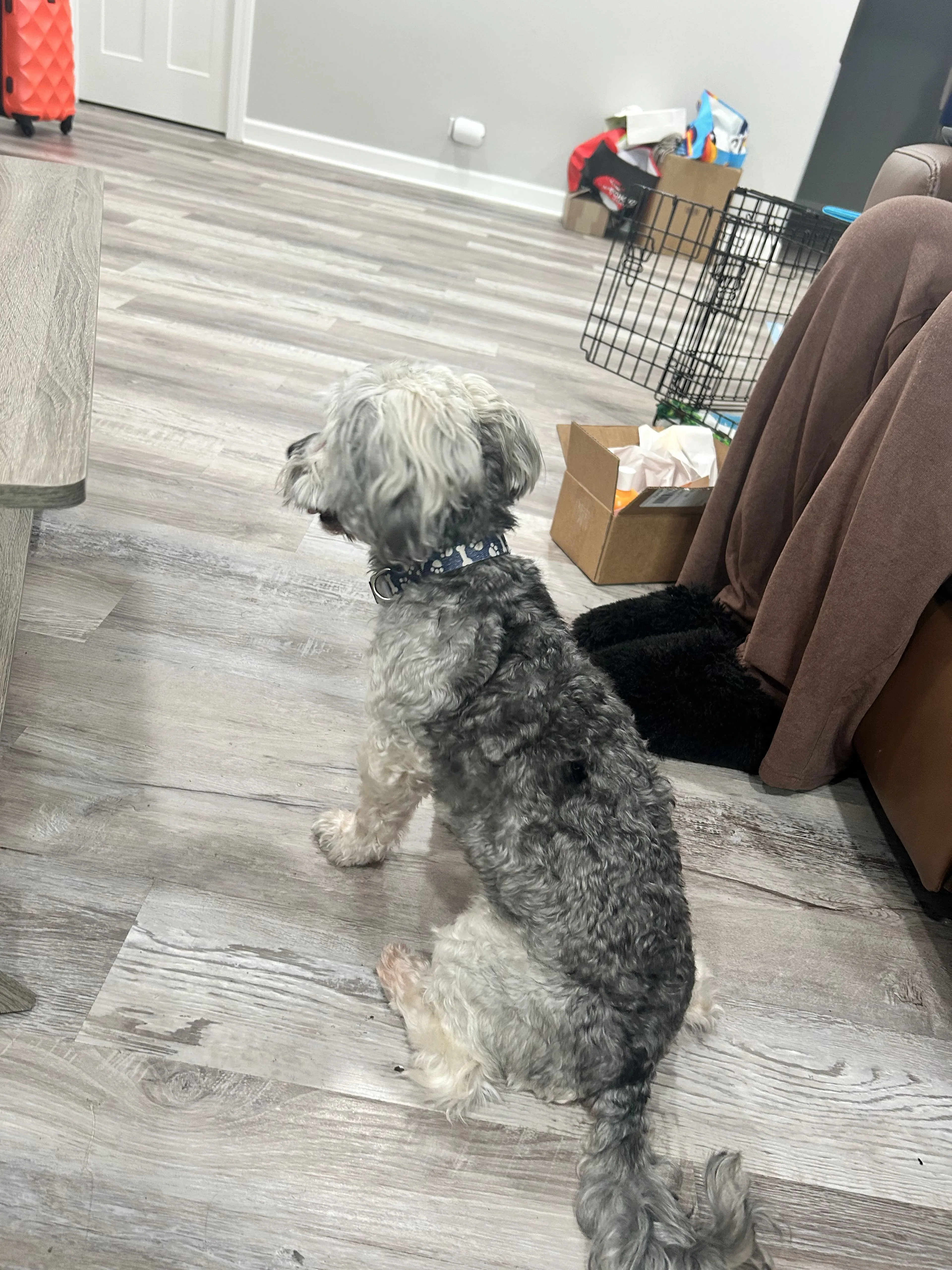 Lost pet-0