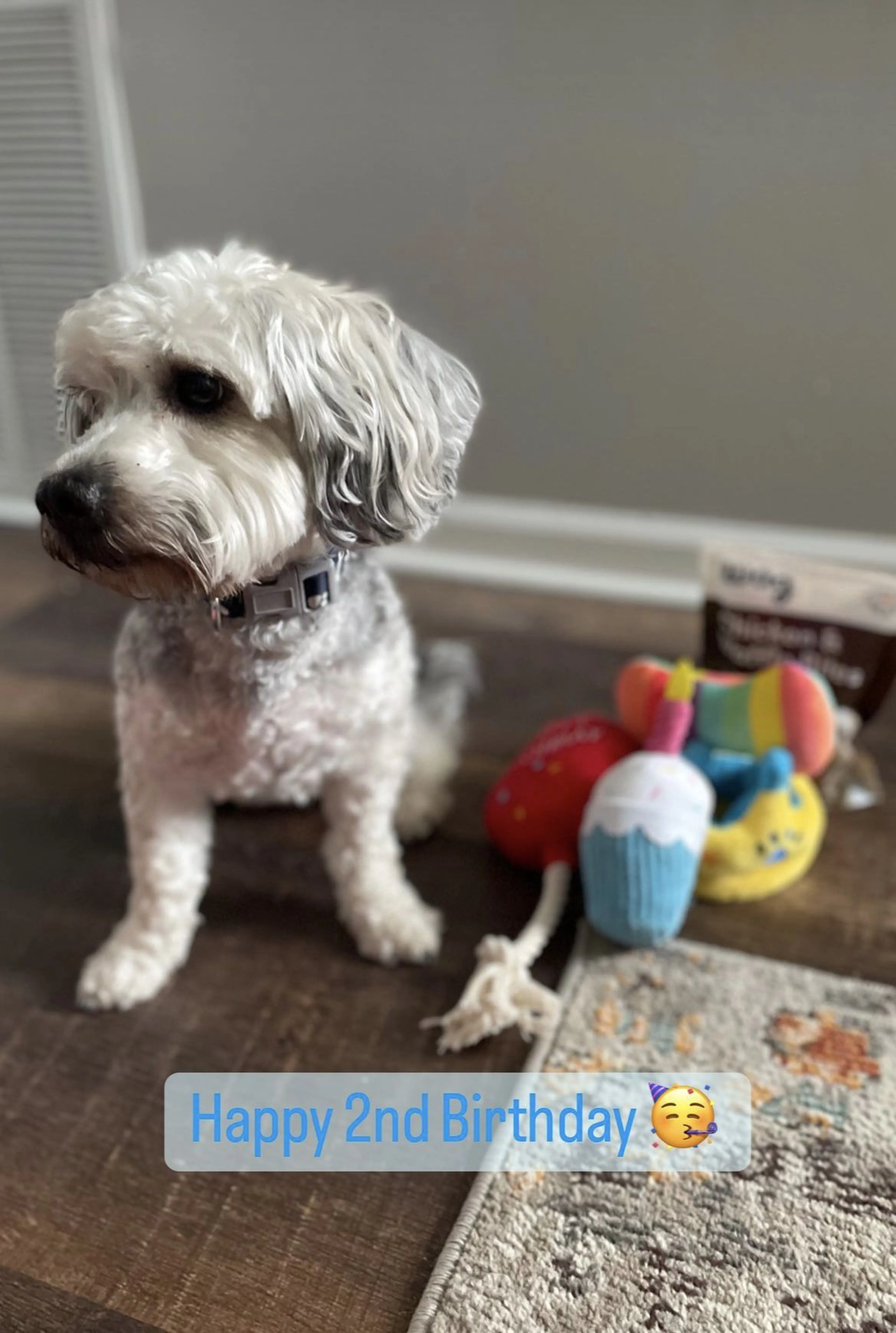Lost pet-2