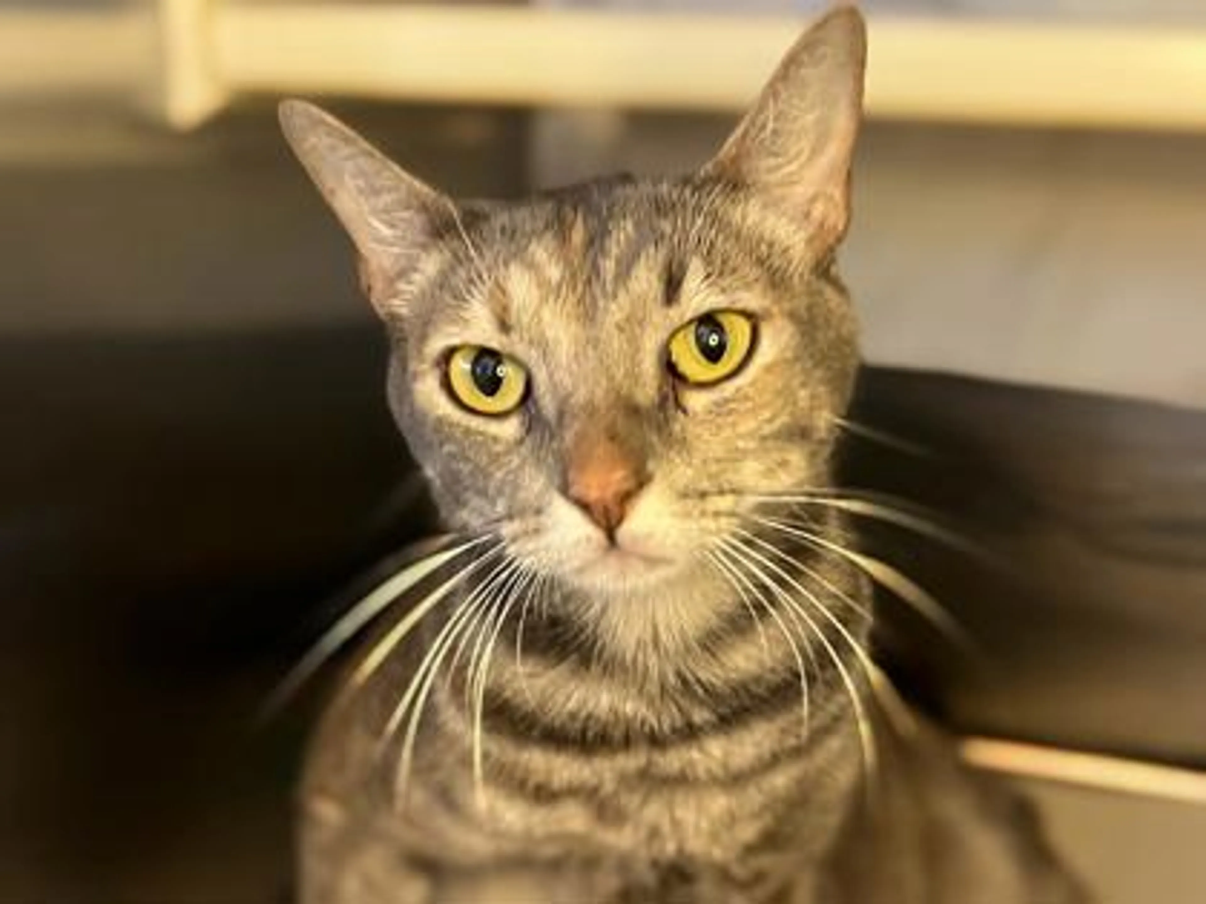 Found pet-1