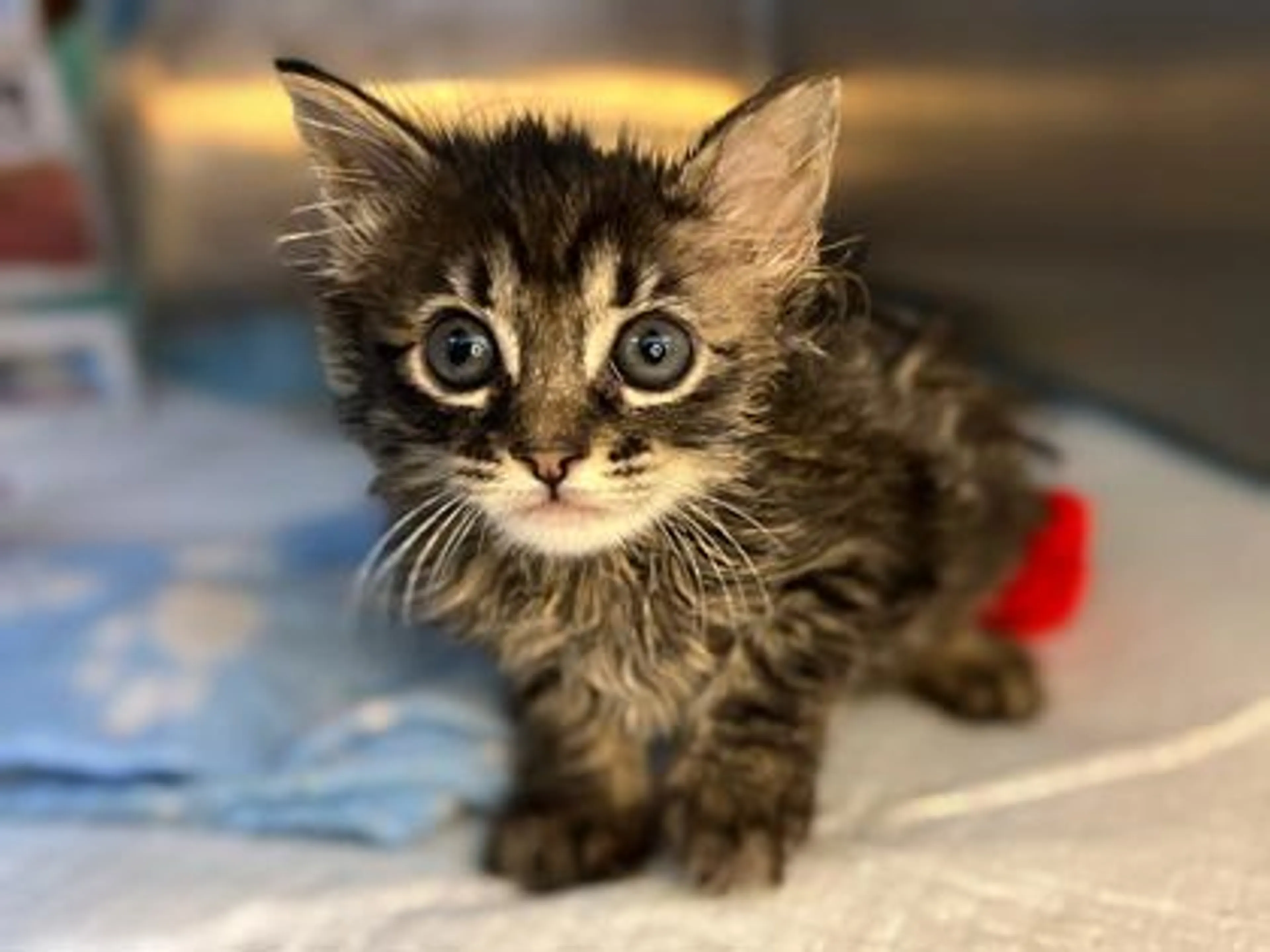 Found pet