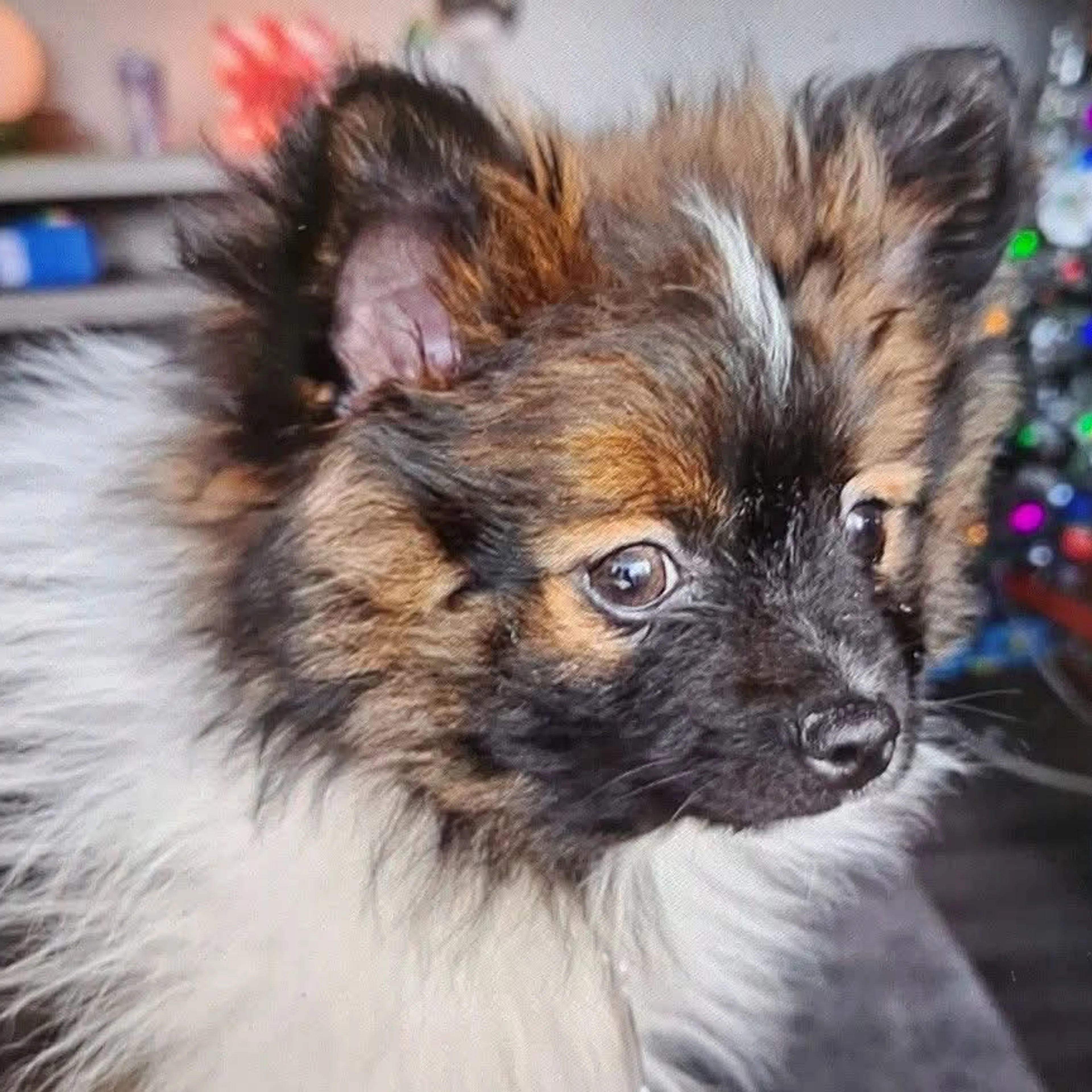Lost pet