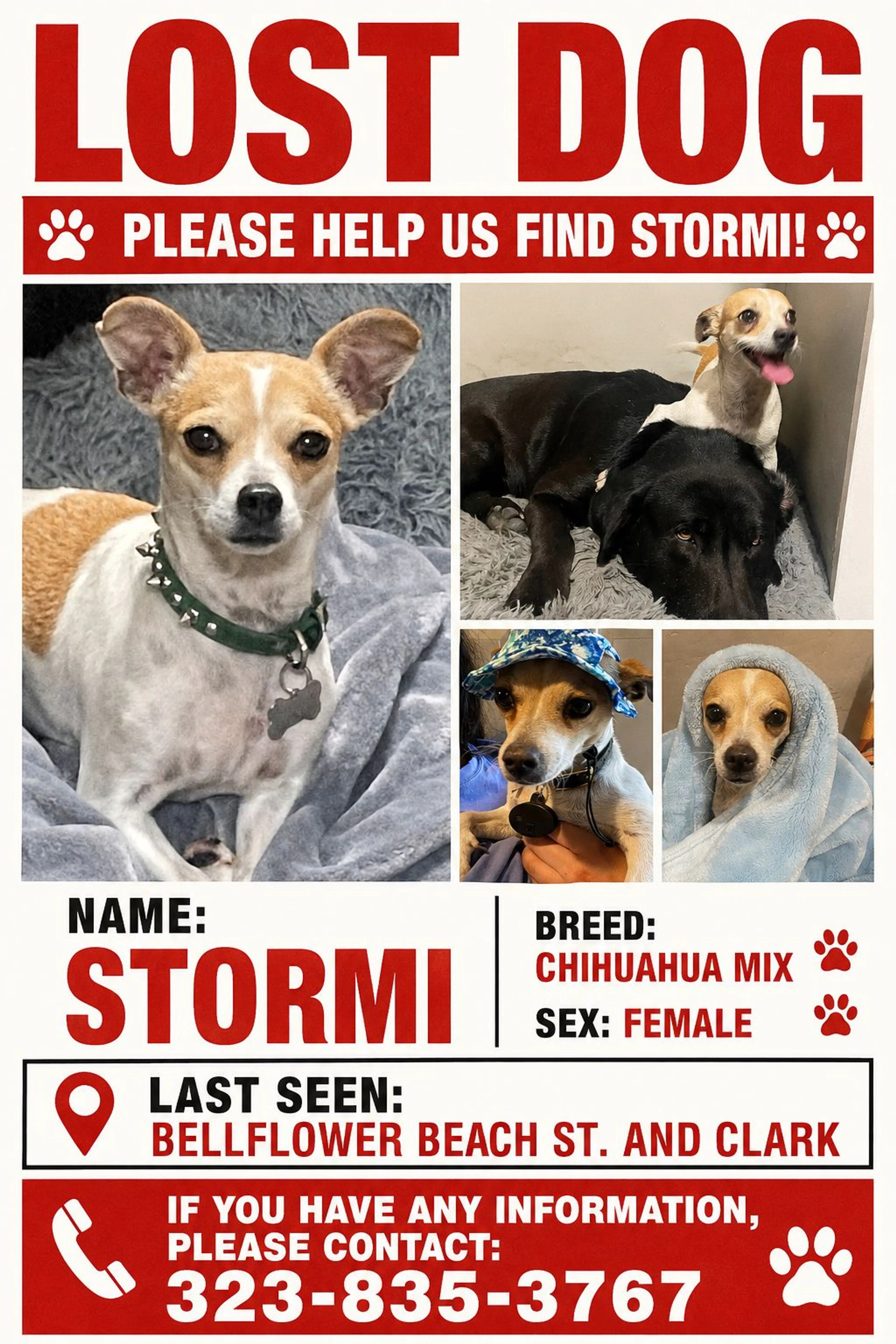 Lost pet