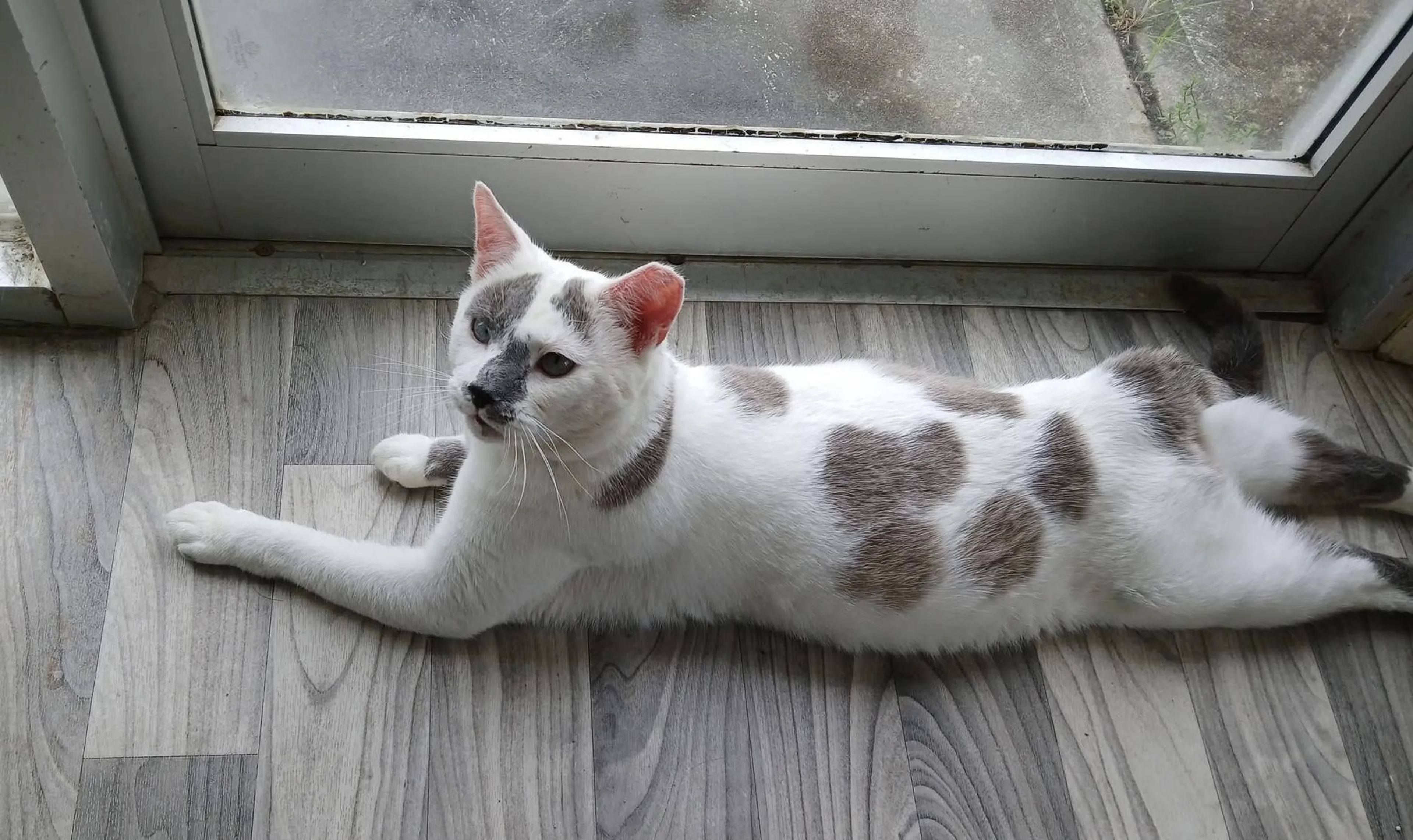 Found pet-1