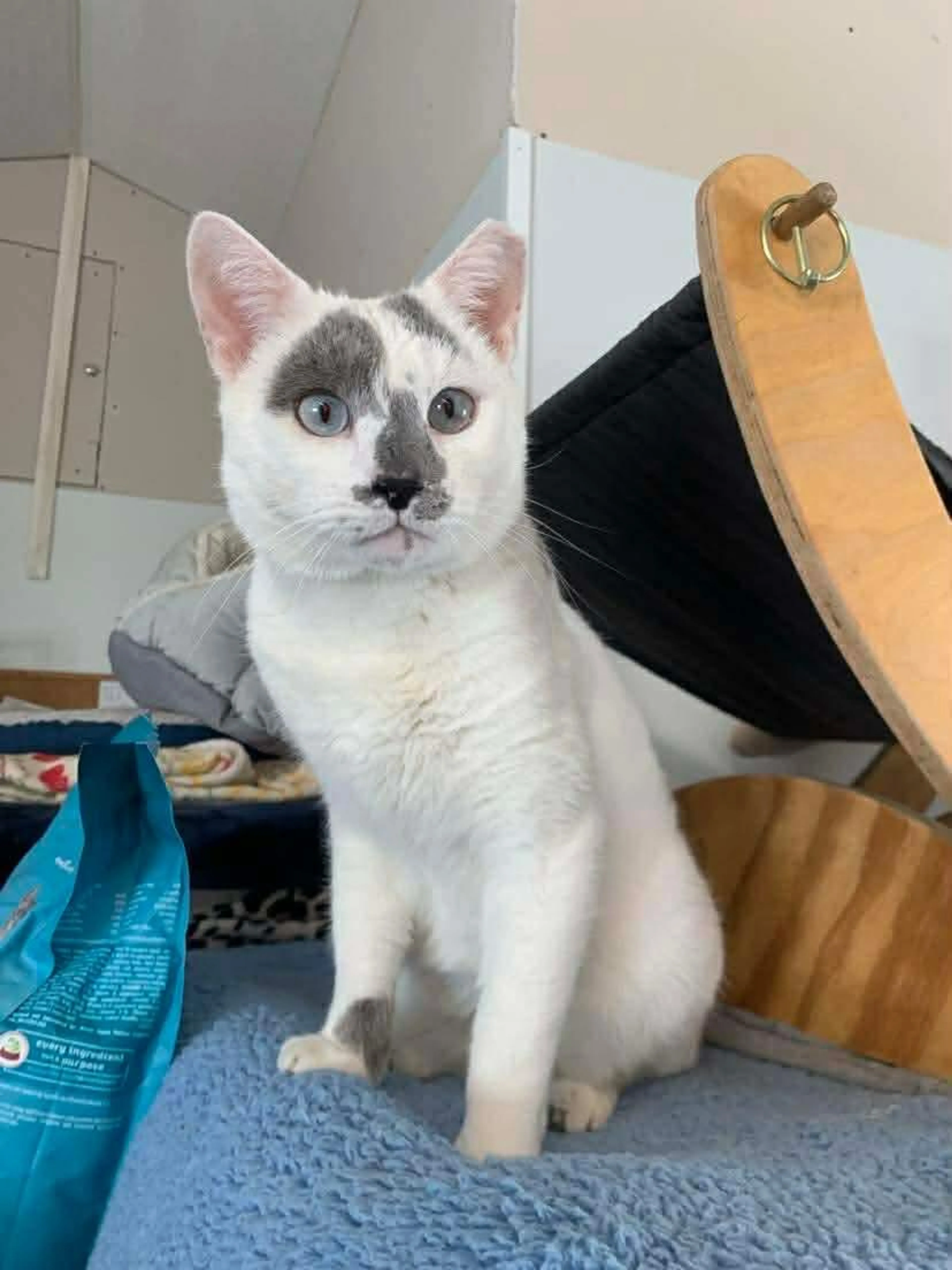 Found pet-2