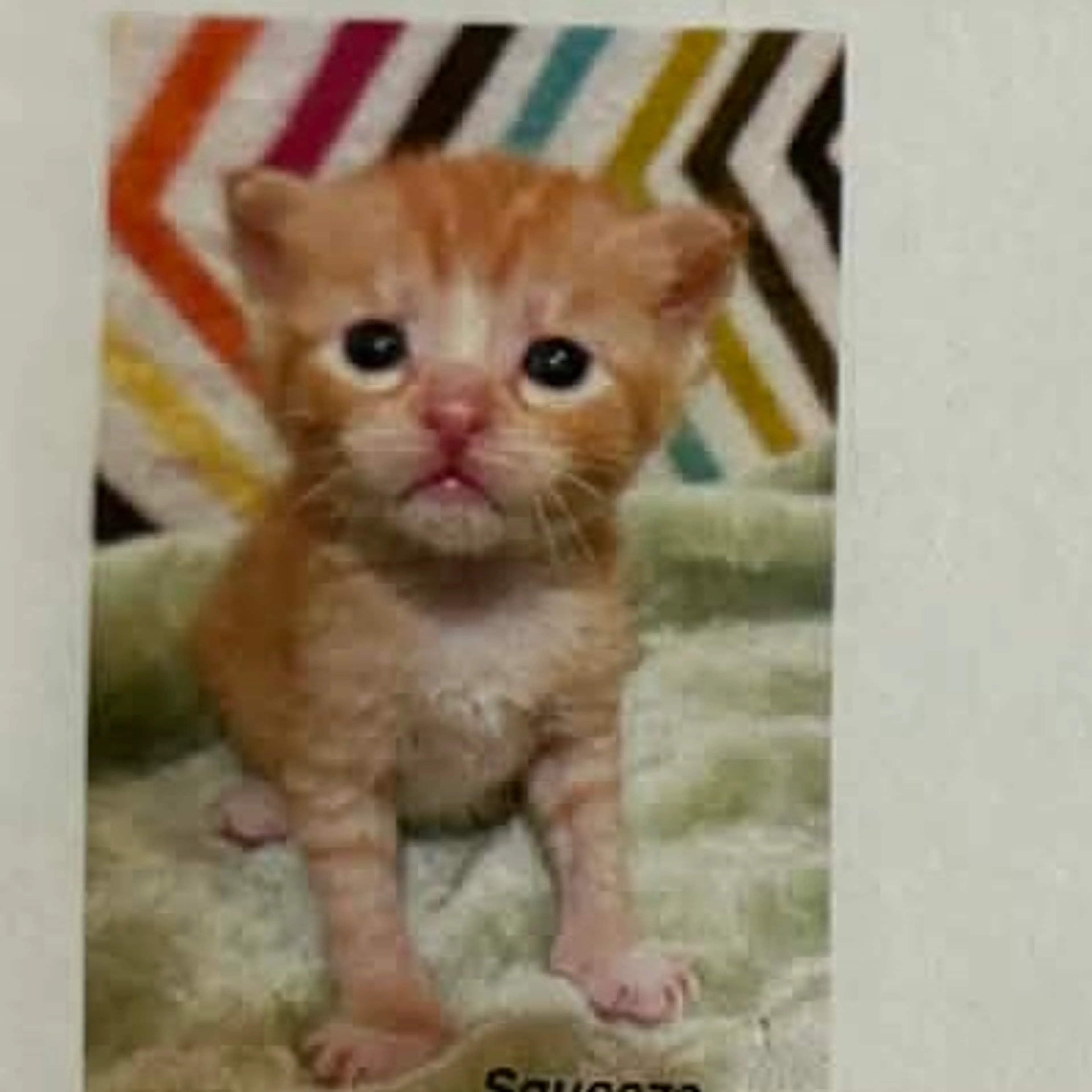 Found pet
