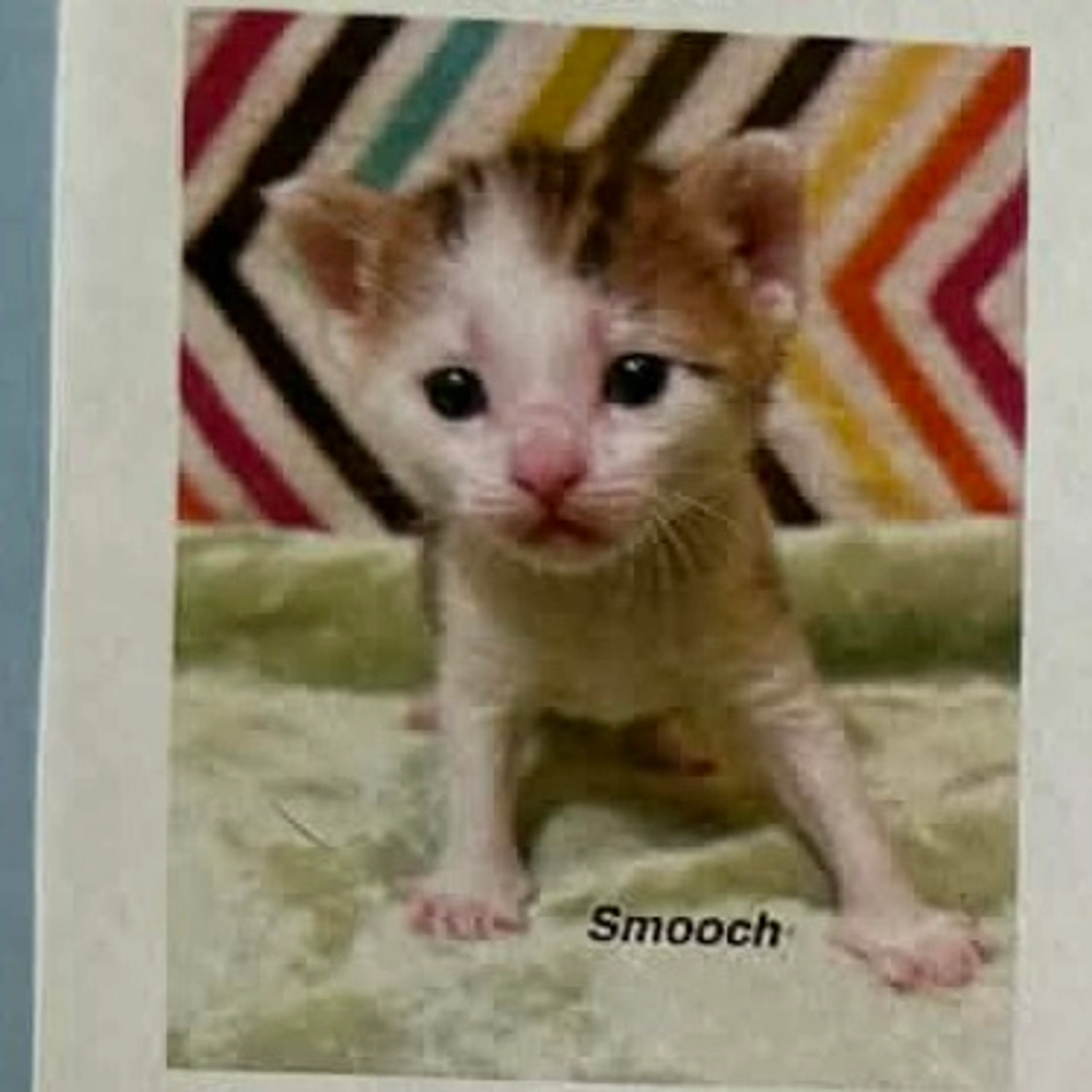 Found pet