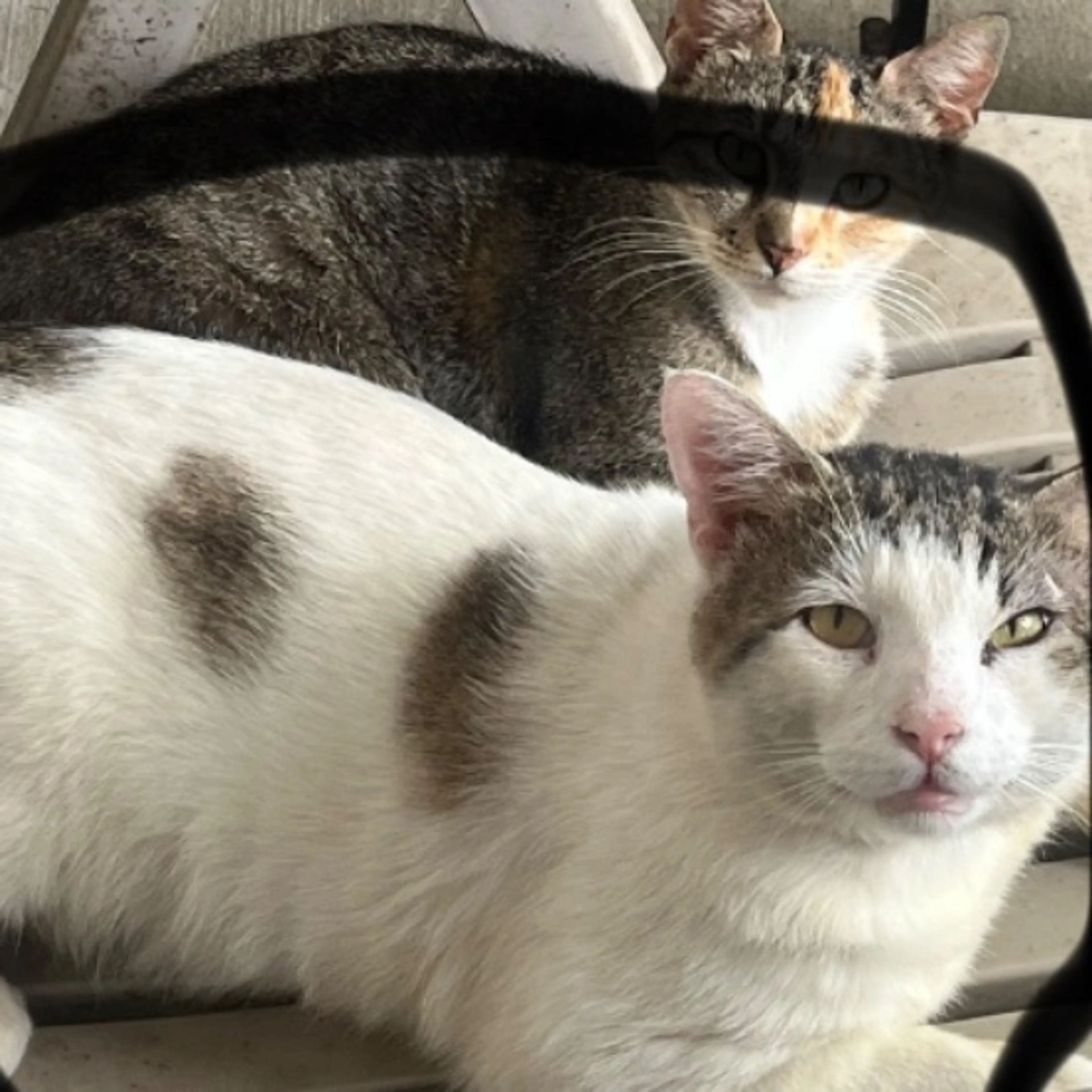 Lost pet