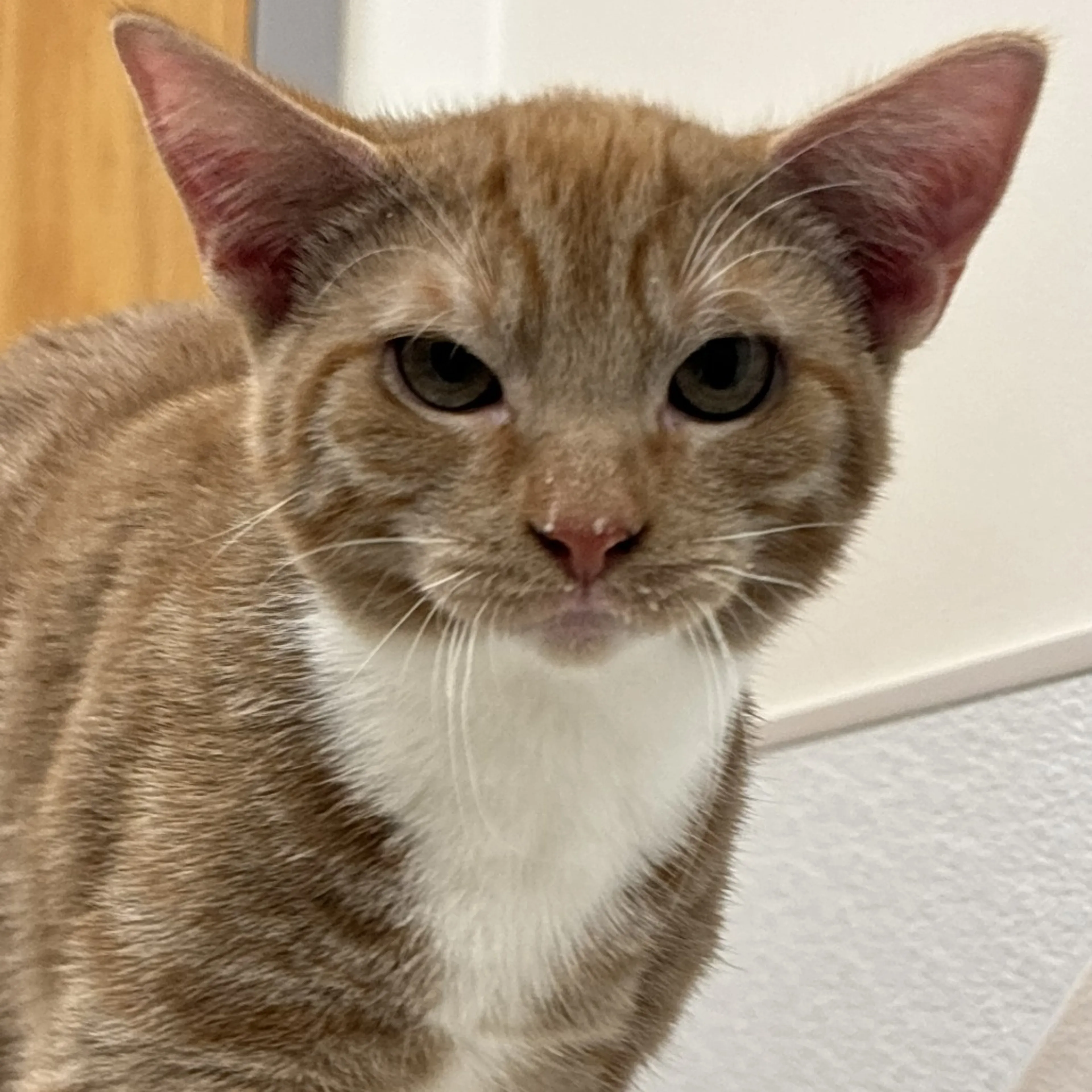 Found pet-1
