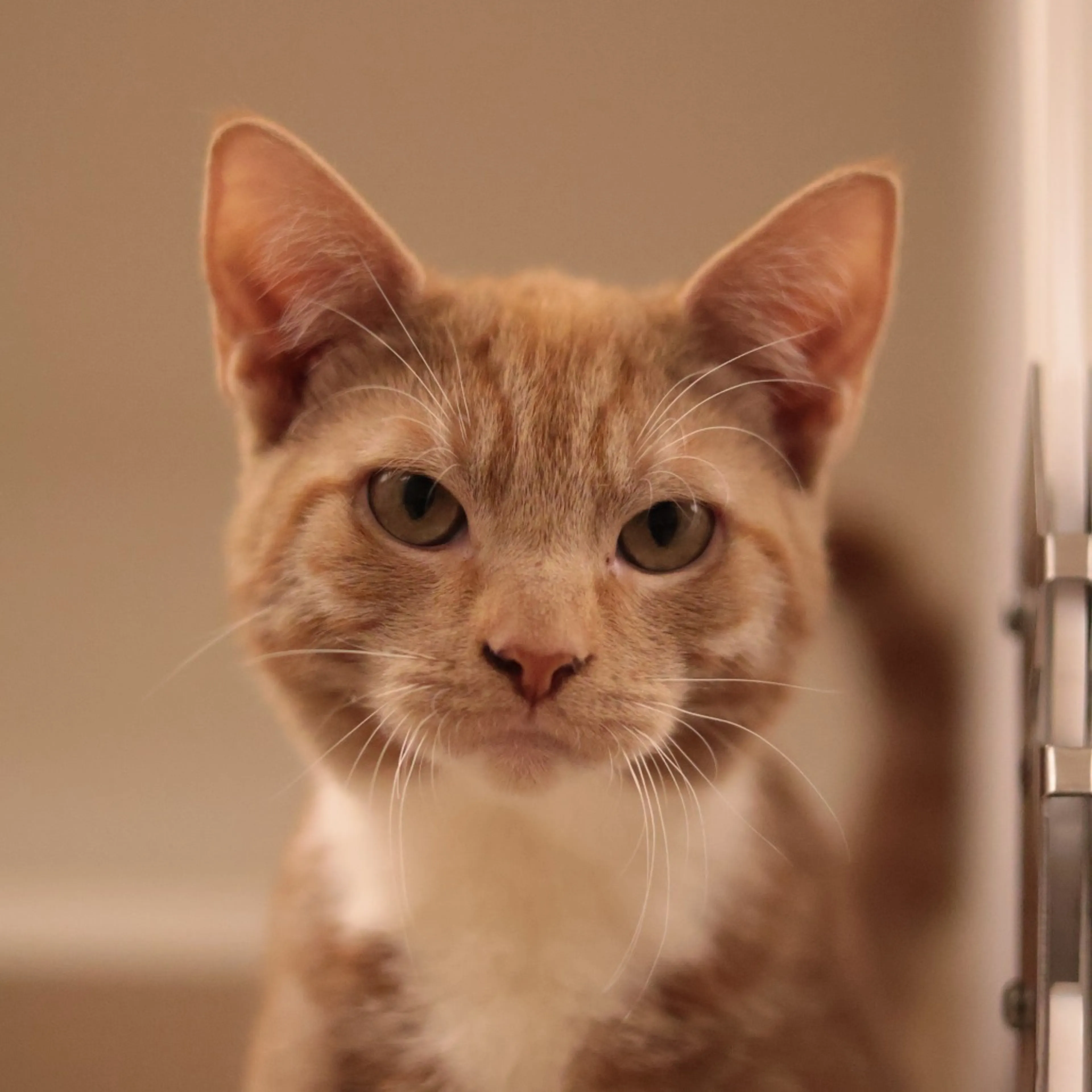Found pet-1