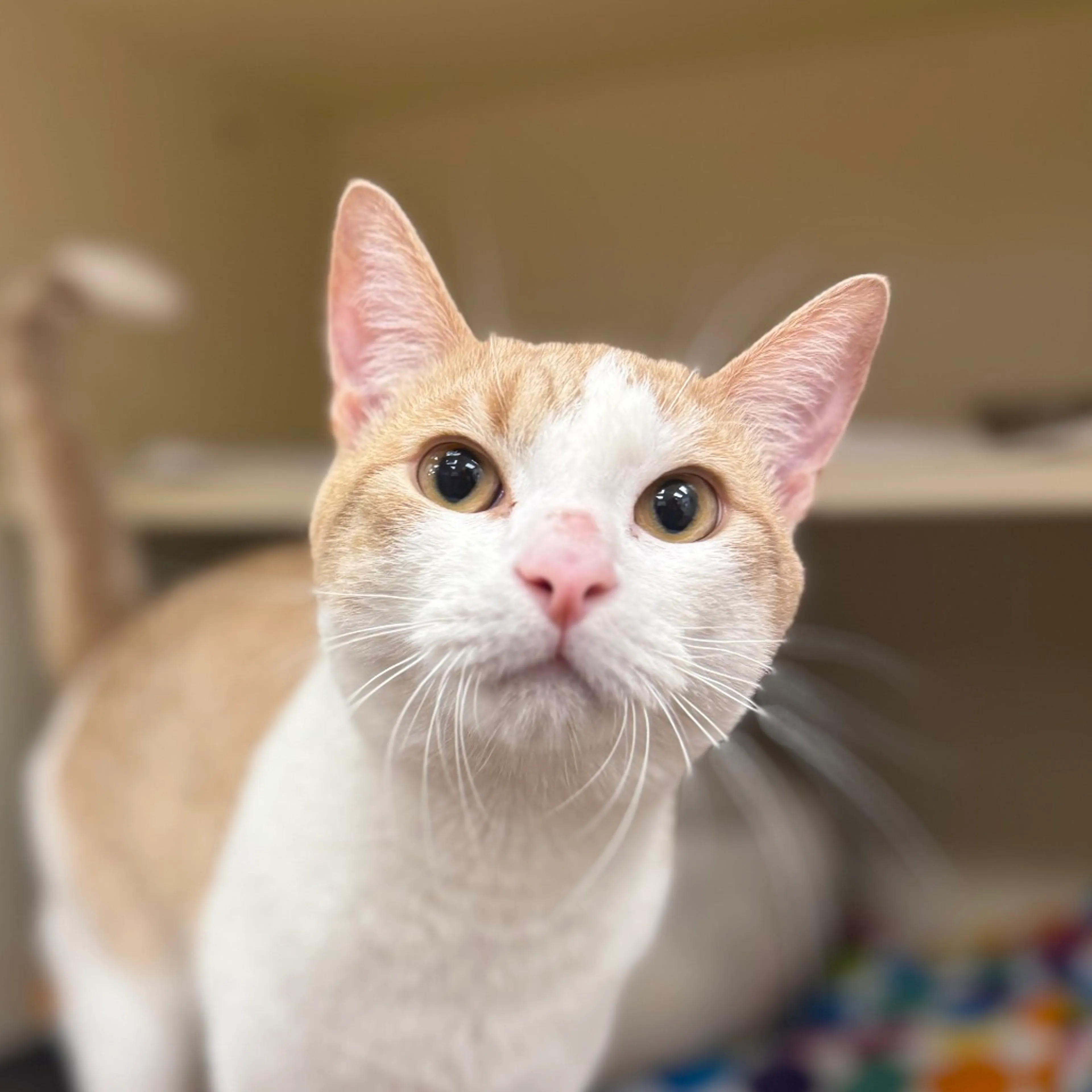 Found pet-1