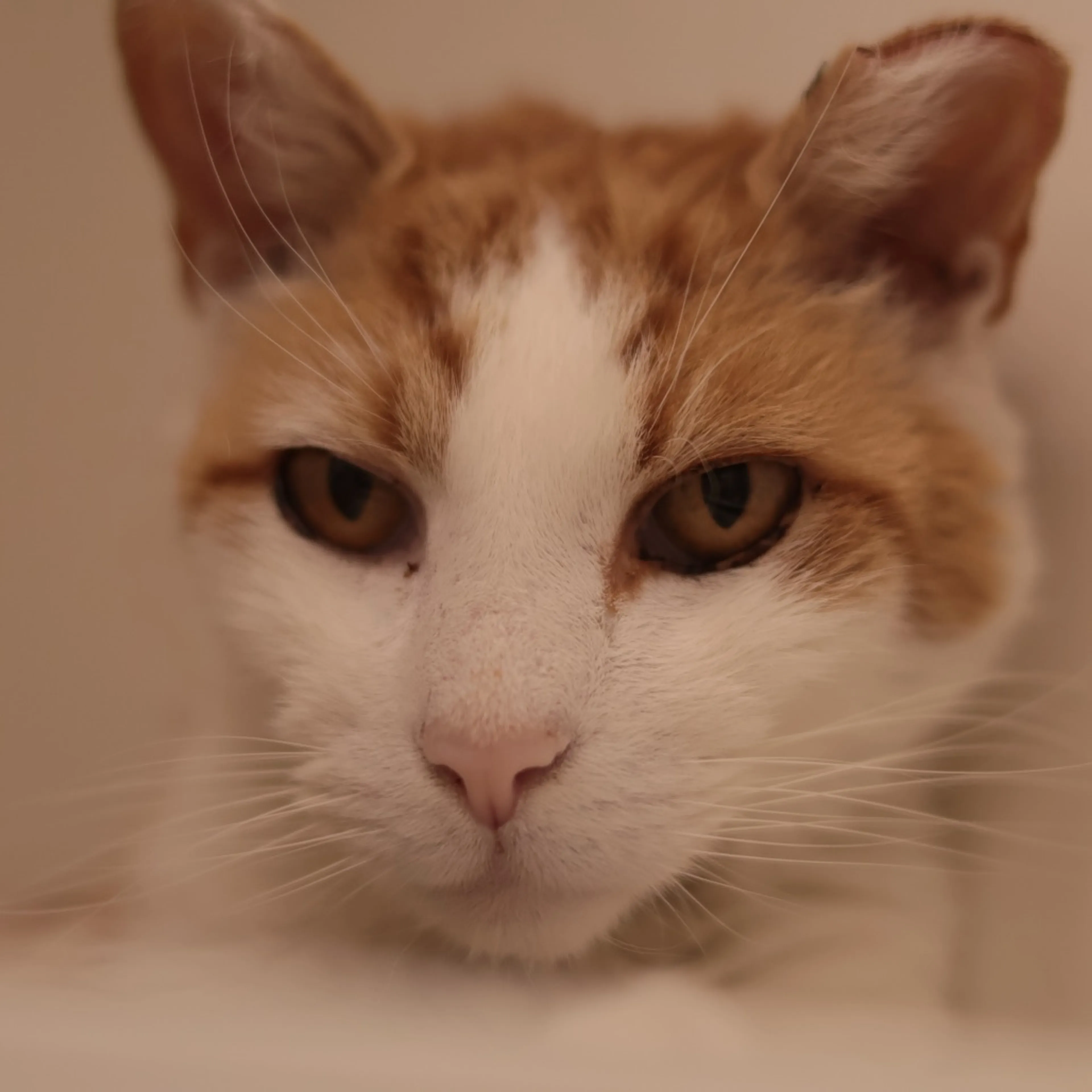 Found pet-3