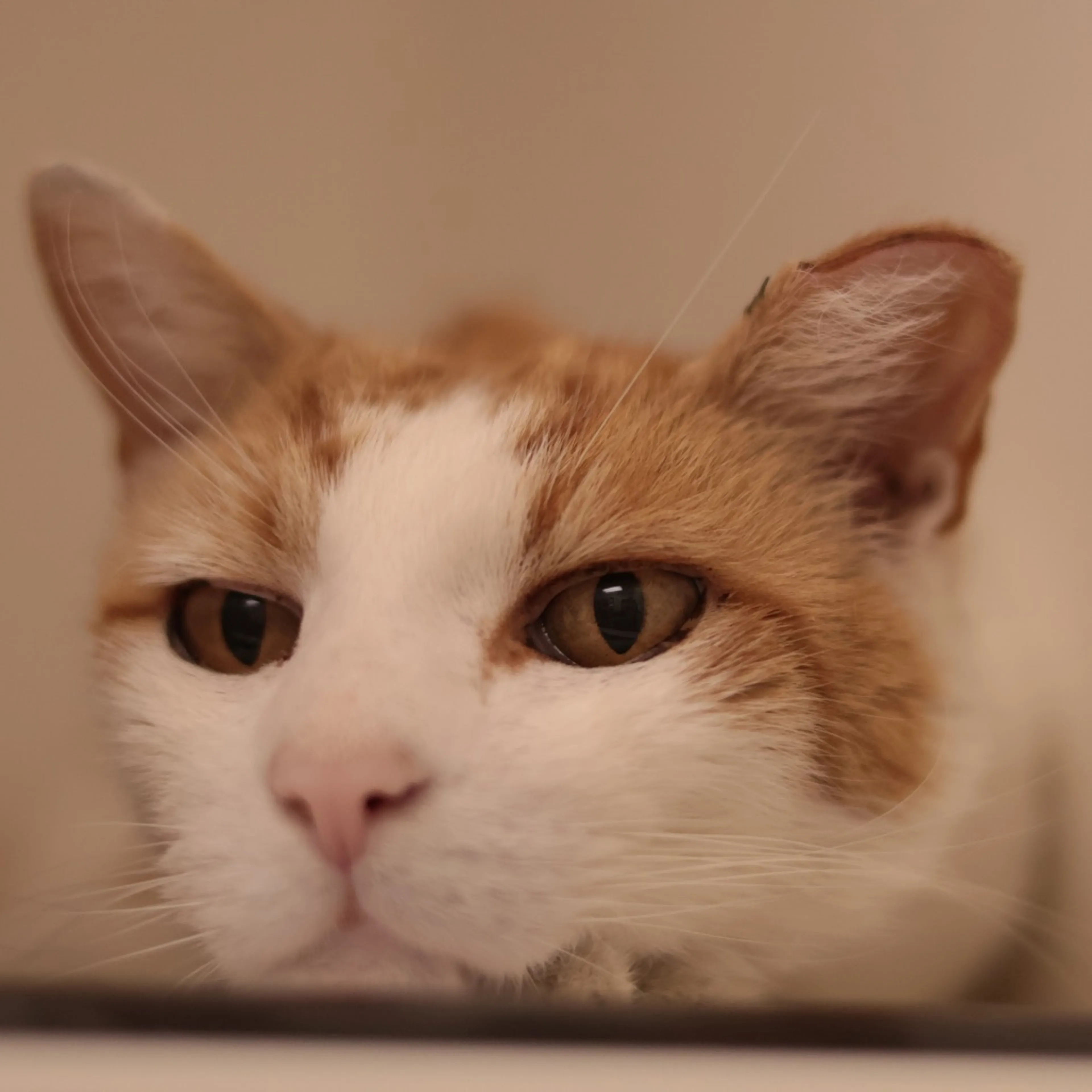 Found pet-1