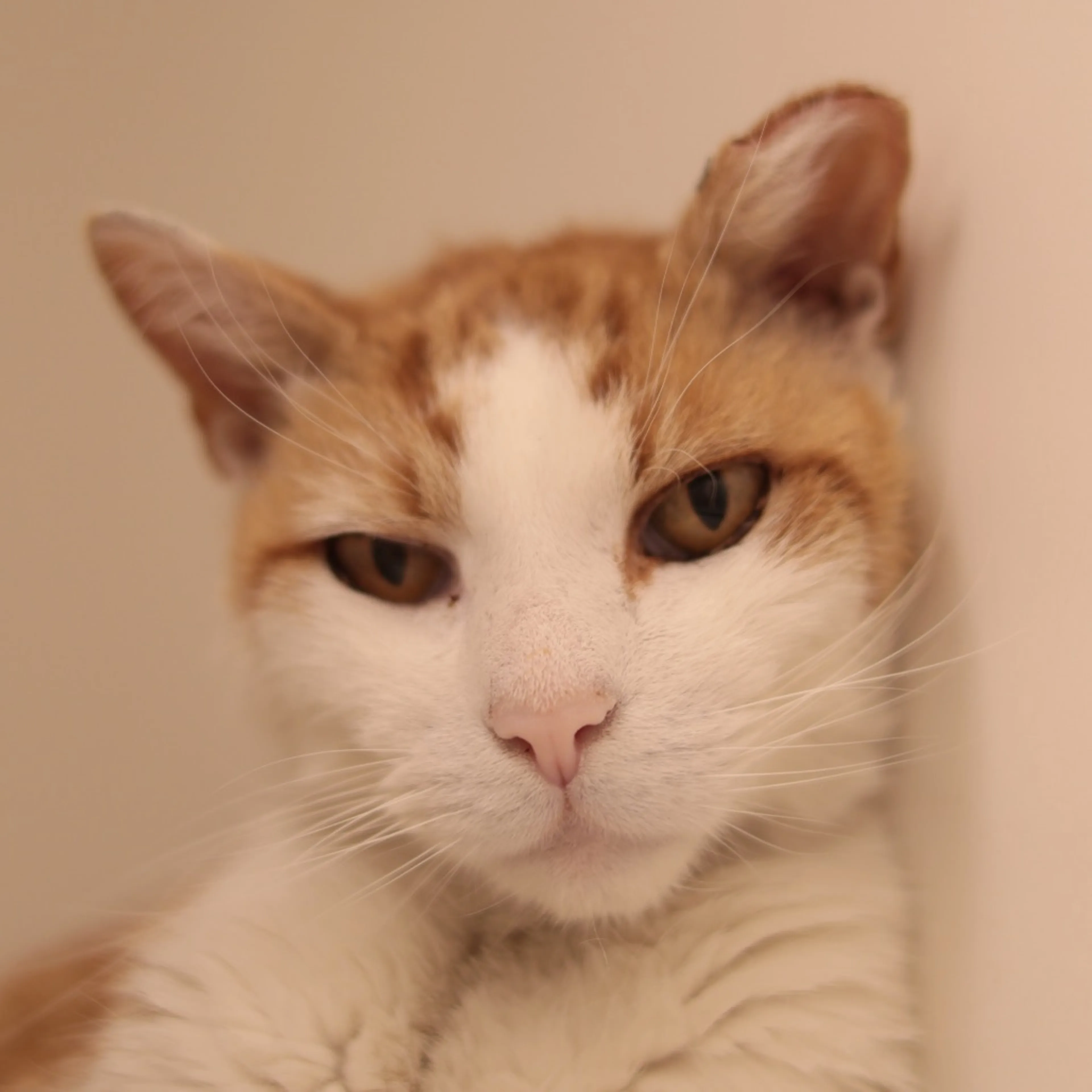 Found pet-5