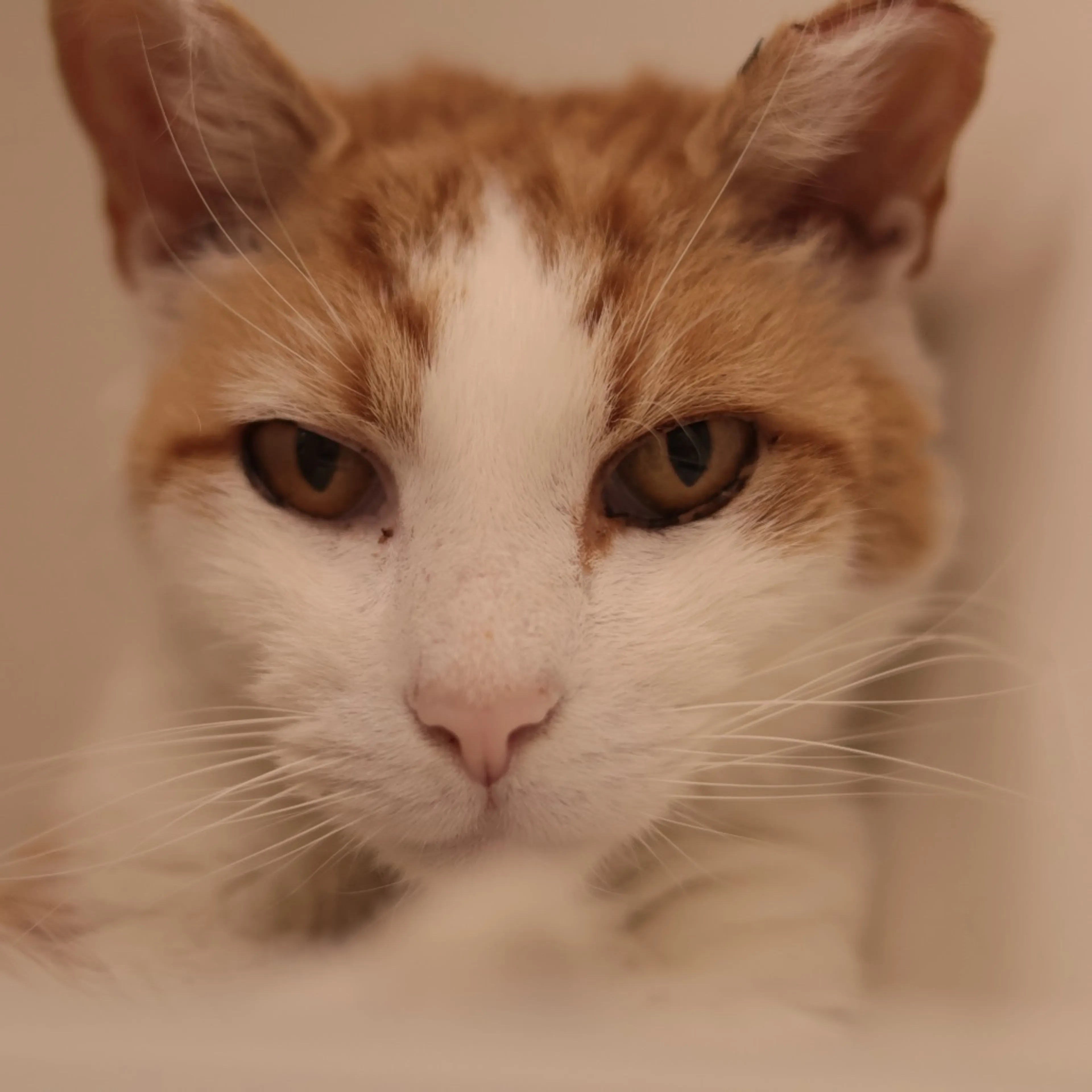 Found pet-2