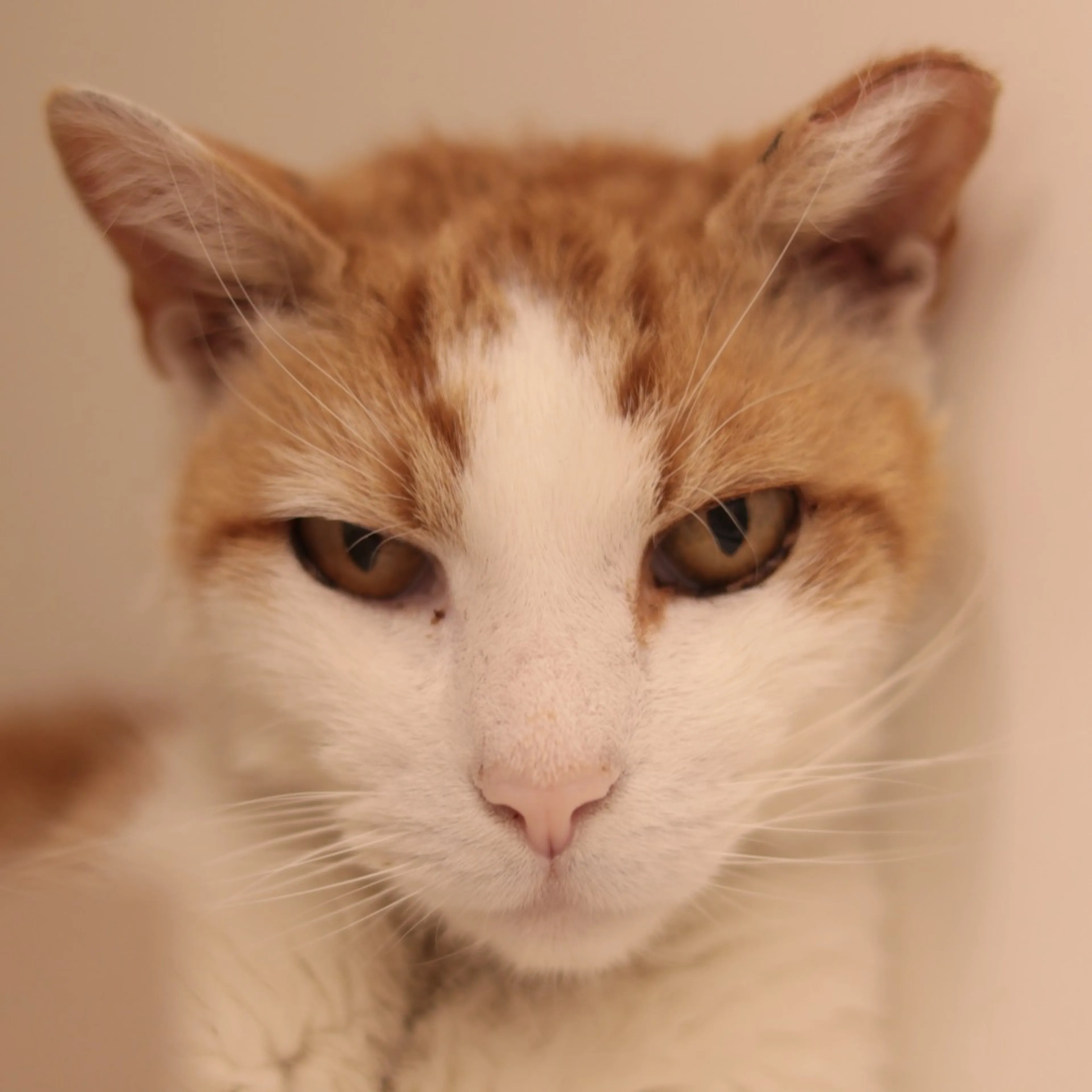 Found pet-7